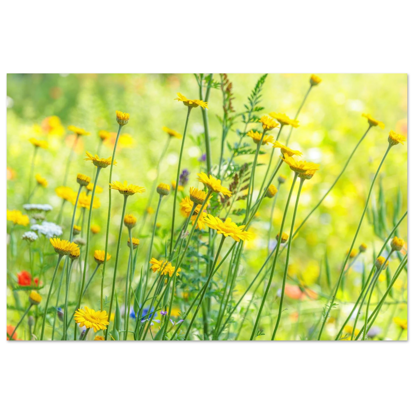Wandbild sunshine meadow lebendiger blumen druck in verschiedenen groessen