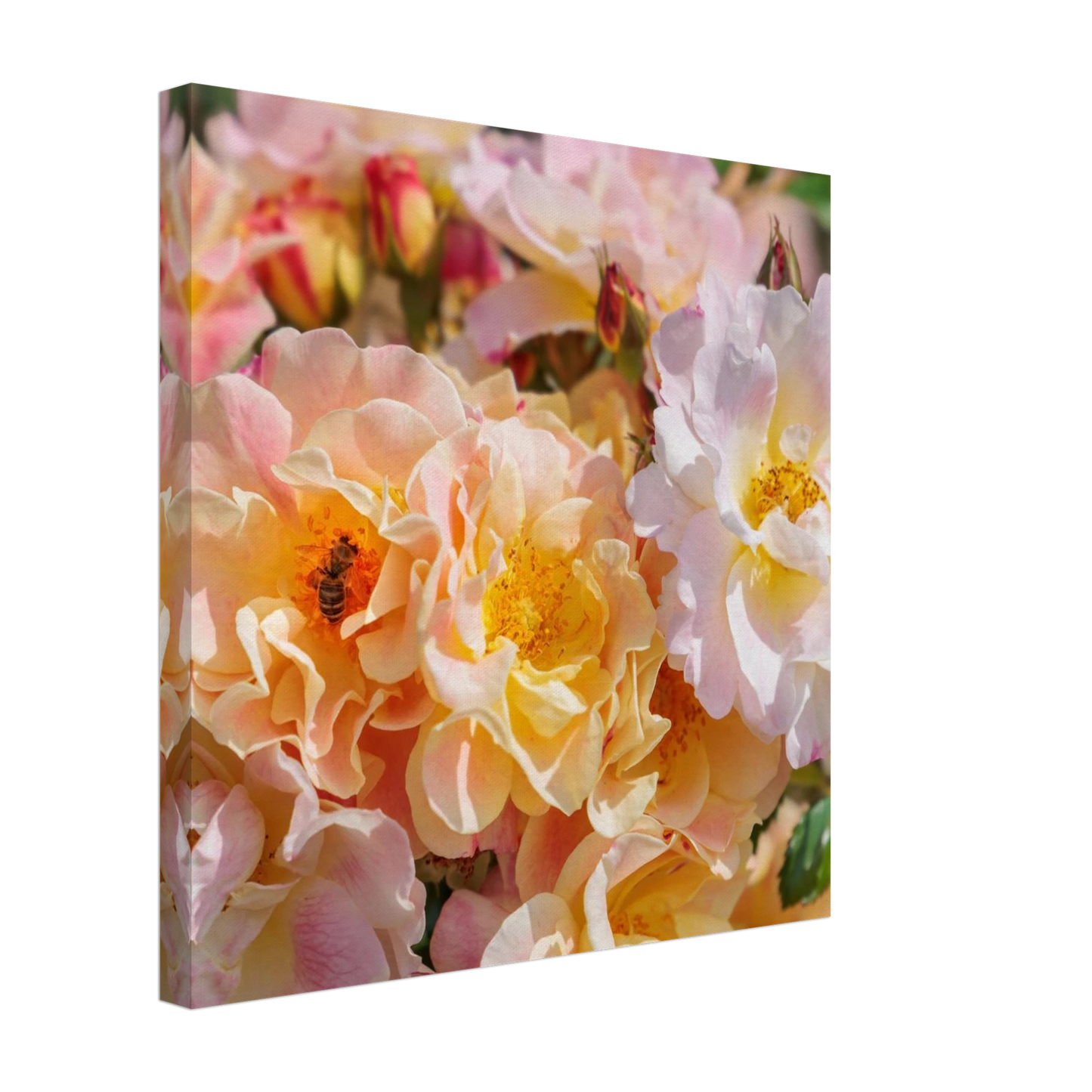 Wandbild bluehende gartenrosen eine honigbienen ode in pastell perfektion in vielen groessen verfuegbar