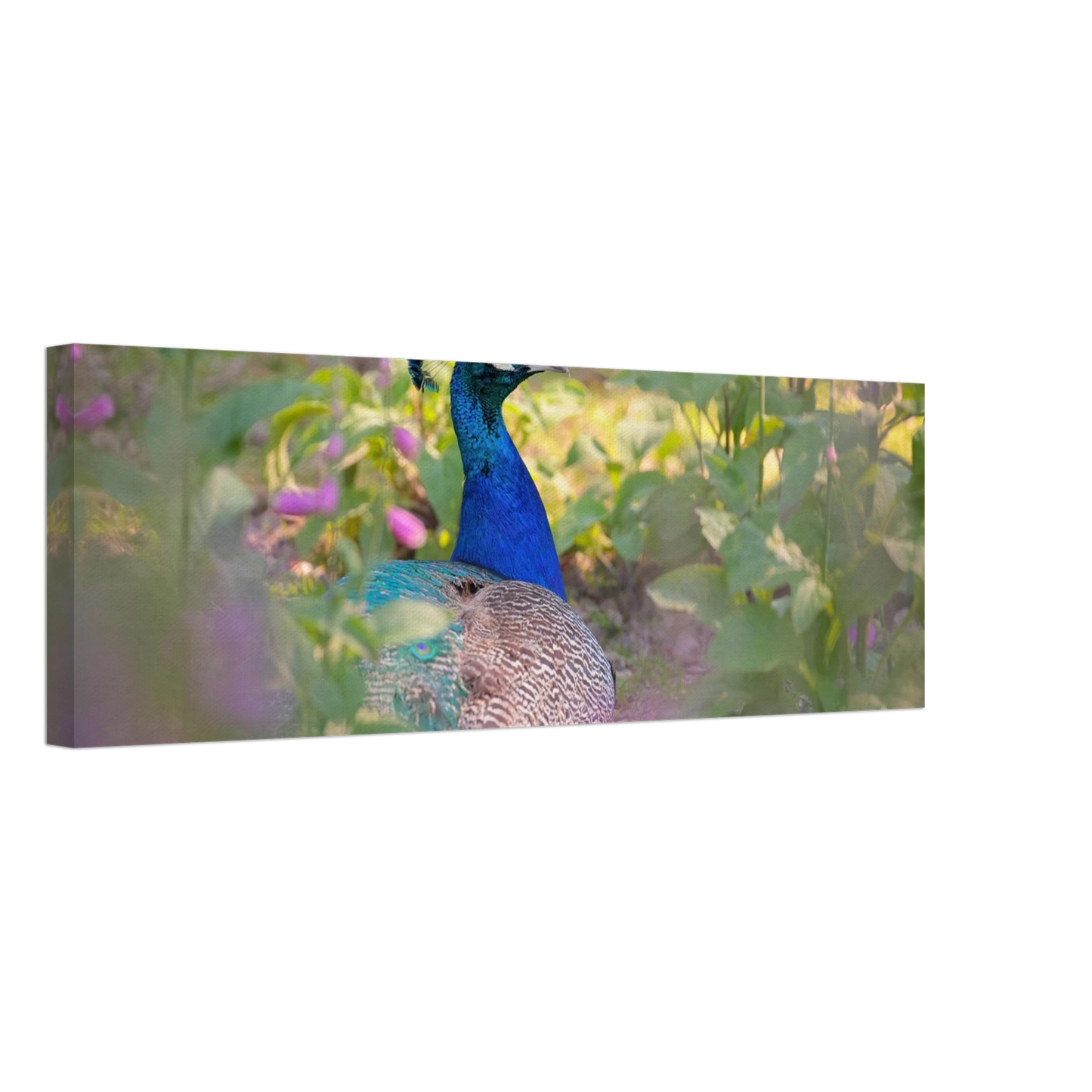 Wandbild majestaetischer pfau lebendige farbenpracht fuer ihre wand in vielen groessen erhaeltlich