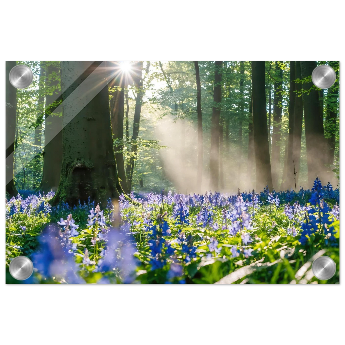 Wandbild mystische waldlichtung mit blauen glockenblumen sonnenverwoehntes naturbild in verschiedenen groessen