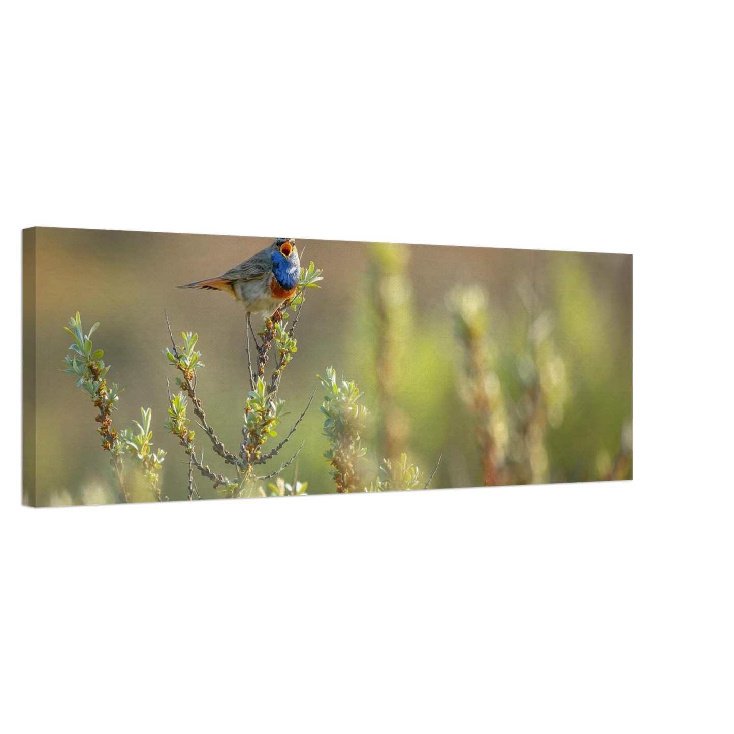 Wandbild blaukehlchen ein meisterwerk der natur auf leinwand in verschiedenen groessen erhaeltlich