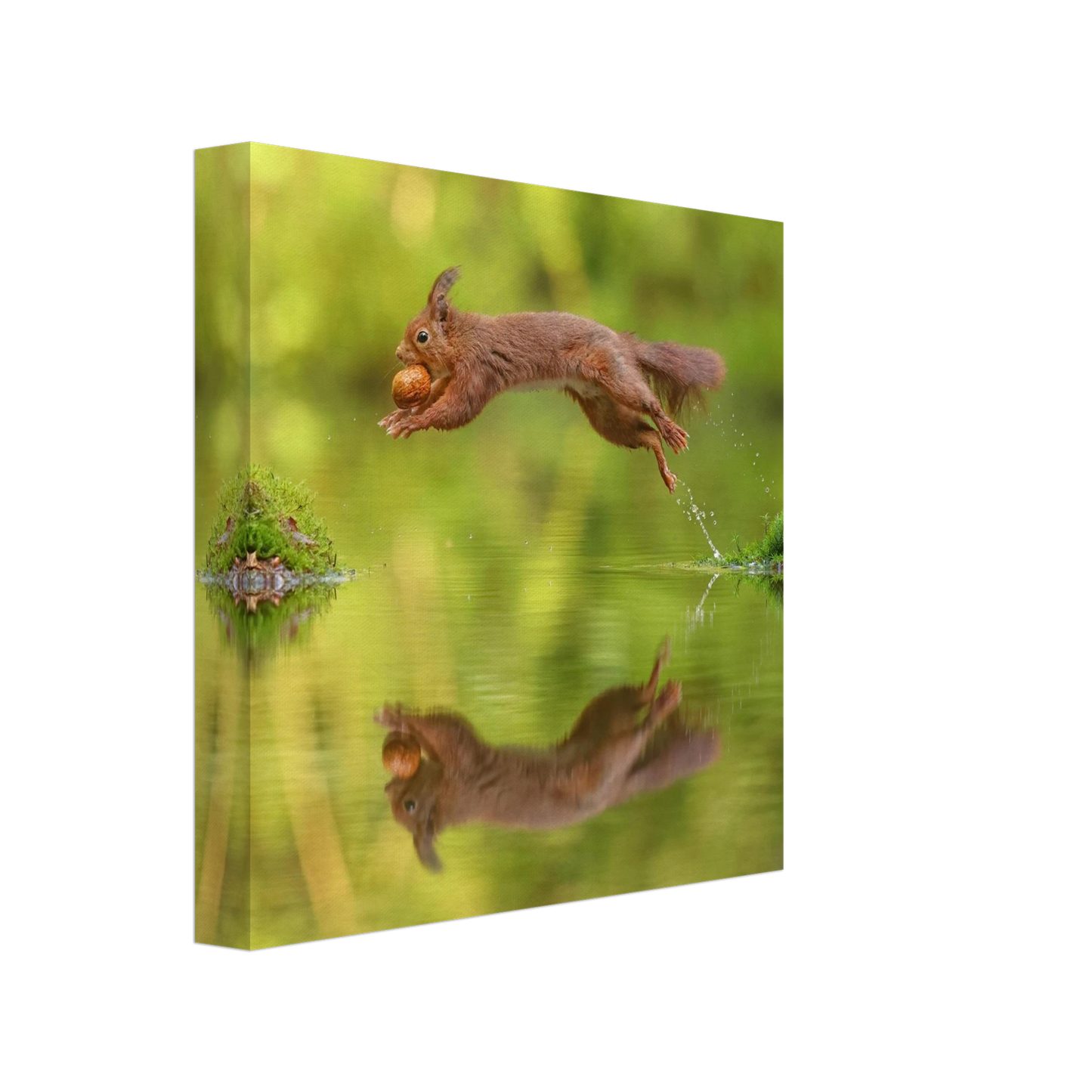 Wandbild eichhoernchen dynamisches wildtier poster mit lebendigen gruentoenen erhaeltlich in verschiedenen groessen