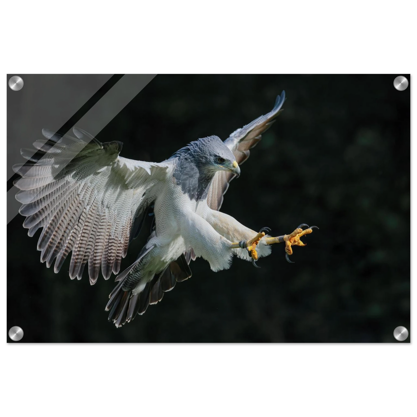 Wandbild majestaetischer schwarzbrustbussard im flug atemberaubende tierfotografie fuer ihr zuhause