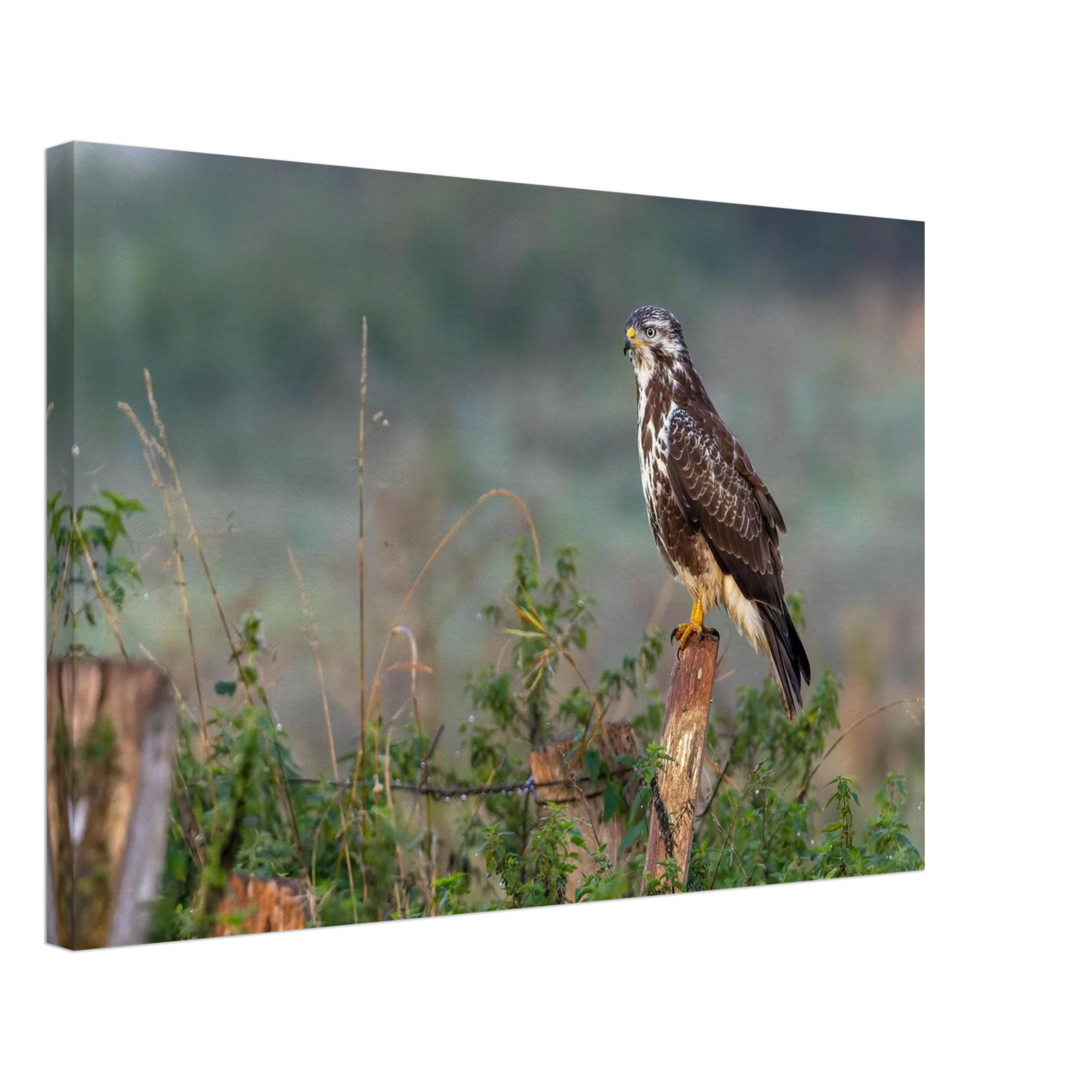 Wandbild majestaetischer bussard einblick in die wildnis auf hochglanz leinwand