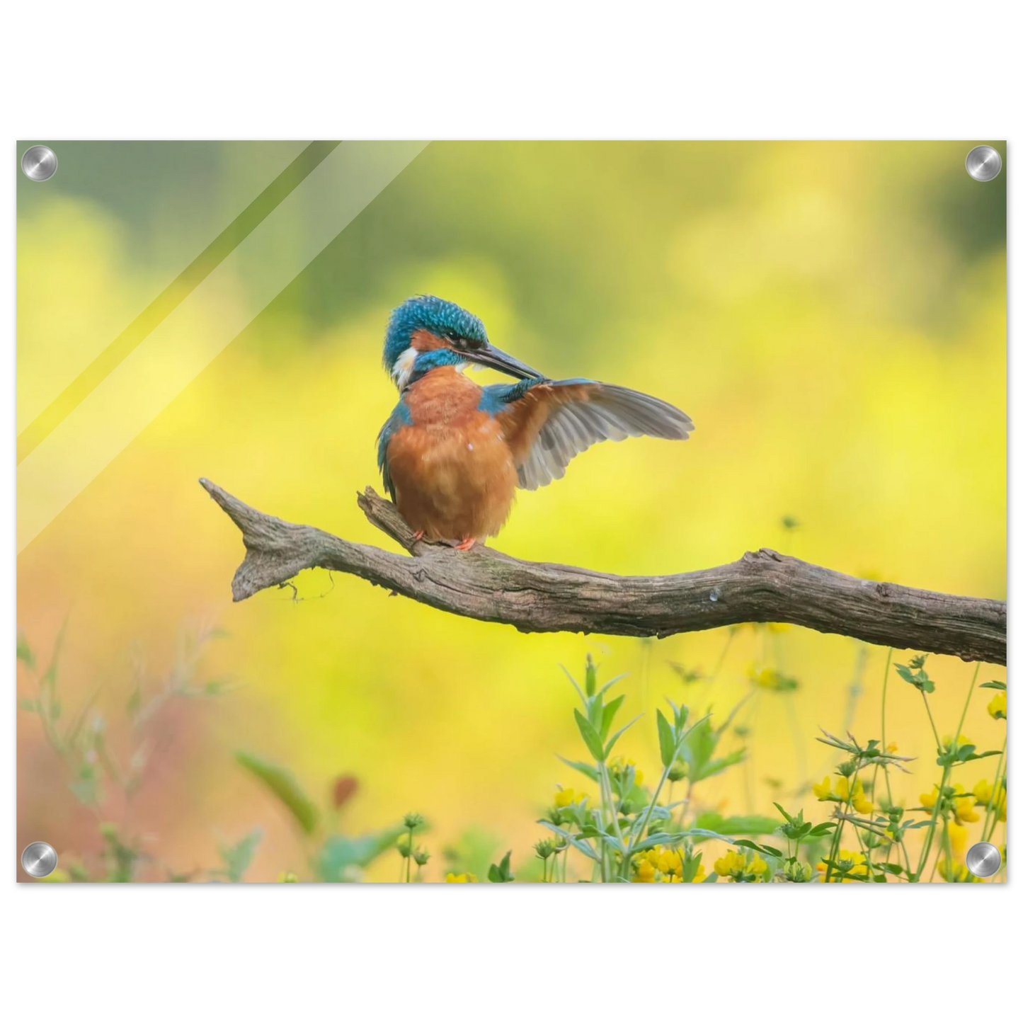 Wandbild eisvogel lebendige naturkunst fuer ihr zuhause