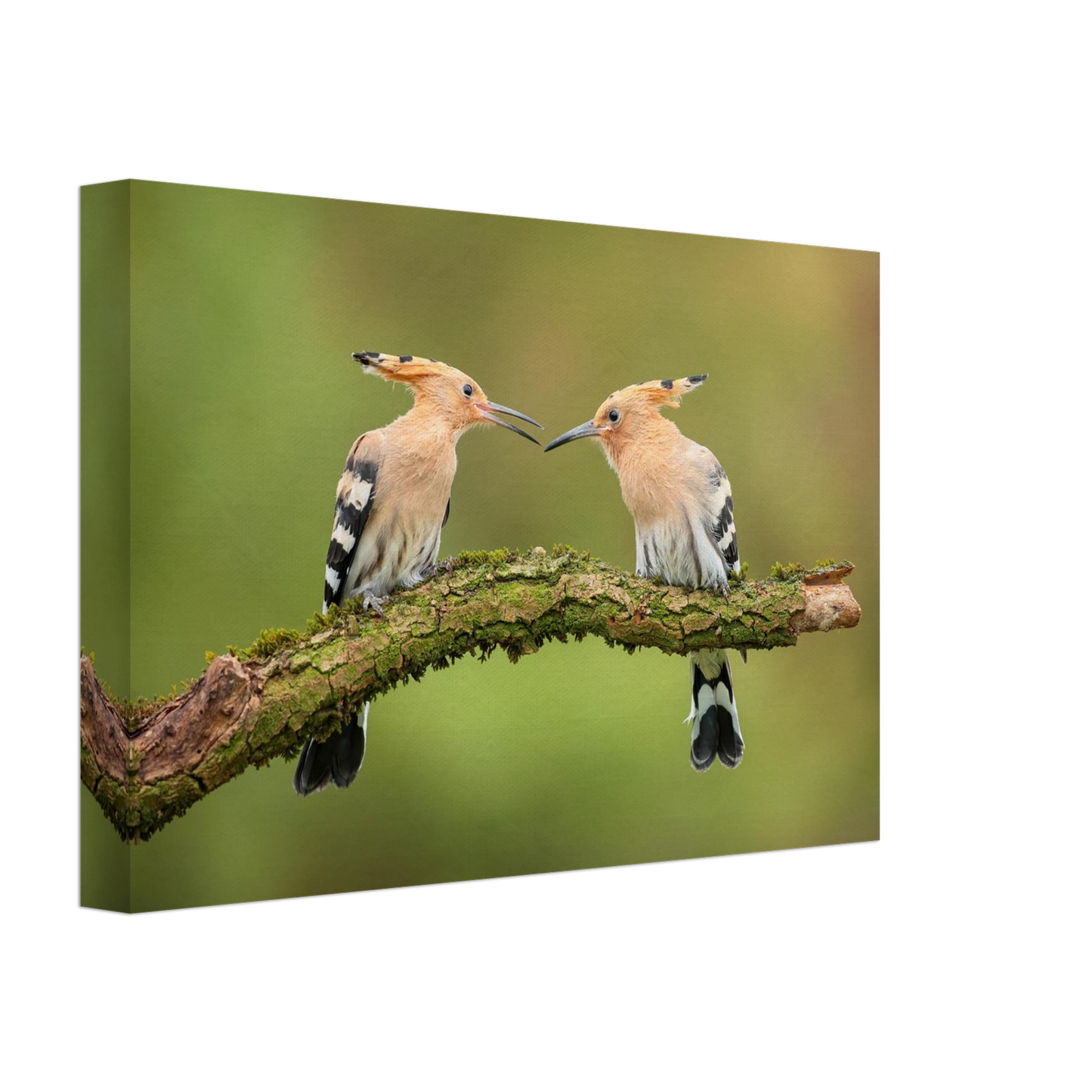 Wandbild bezaubernde wiedehopfe ein duo auf moosast in ihrer wunschgroesse