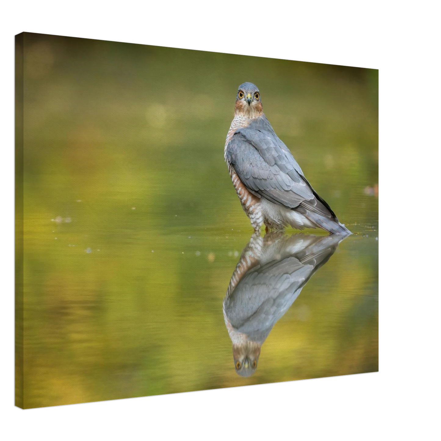 Wandbild mystischer sperber im morgengold faszinierende wildtierfotografie in ihrer wunschgroesse