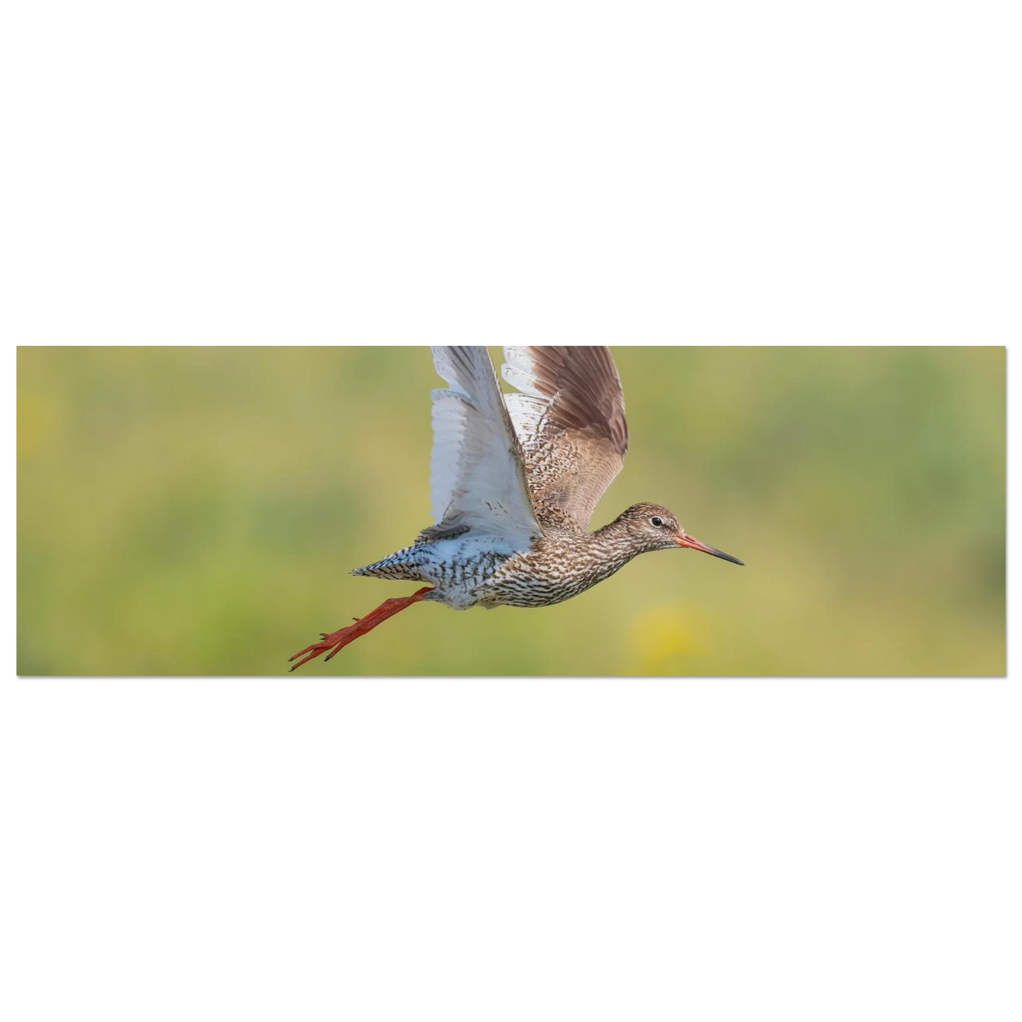 Wandbild der flug des rotschenkels dynamische tierkunst fuer ihr zuhause in vielen groessen erhaeltlich