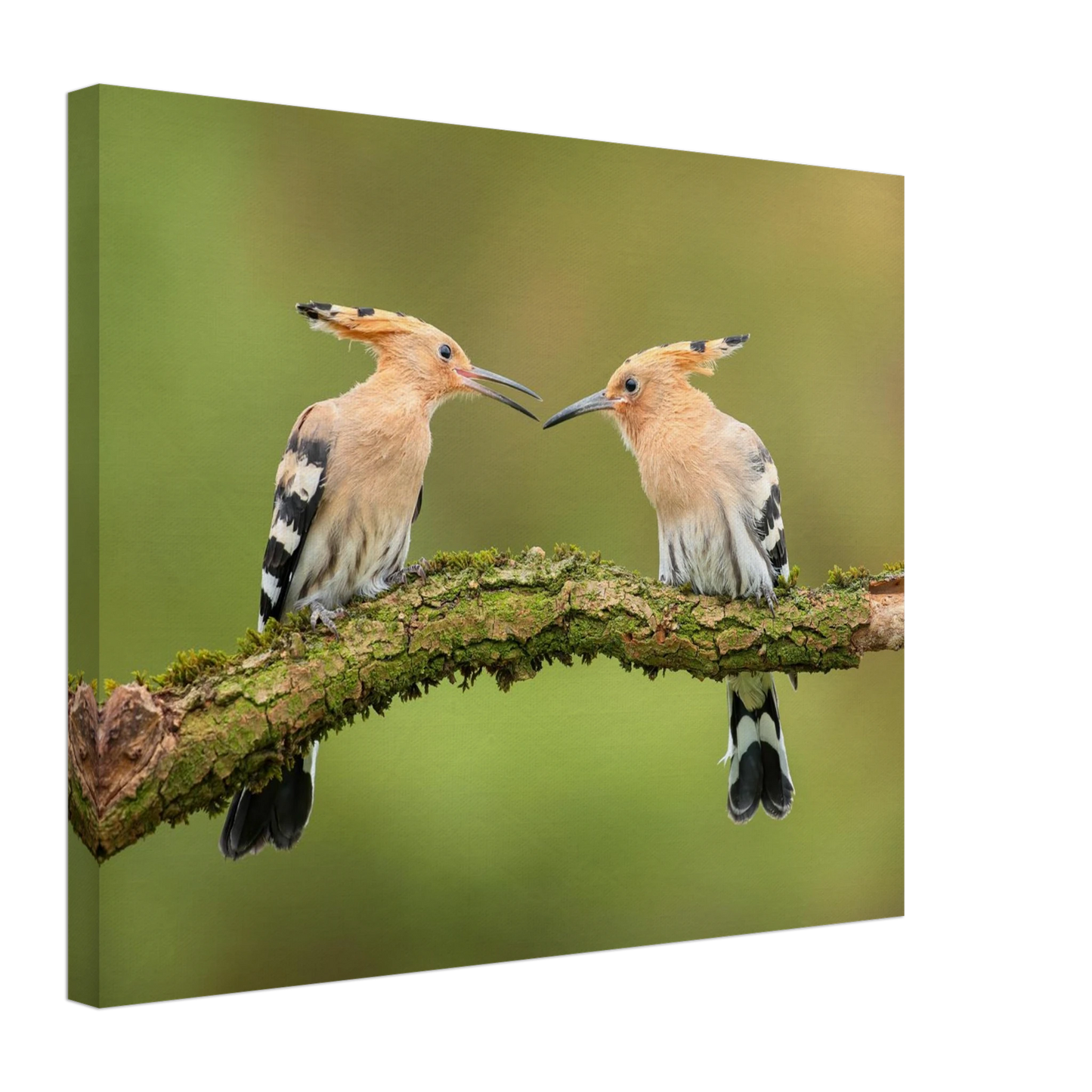 Wandbild bezaubernde wiedehopfe ein duo auf moosast in ihrer wunschgroesse