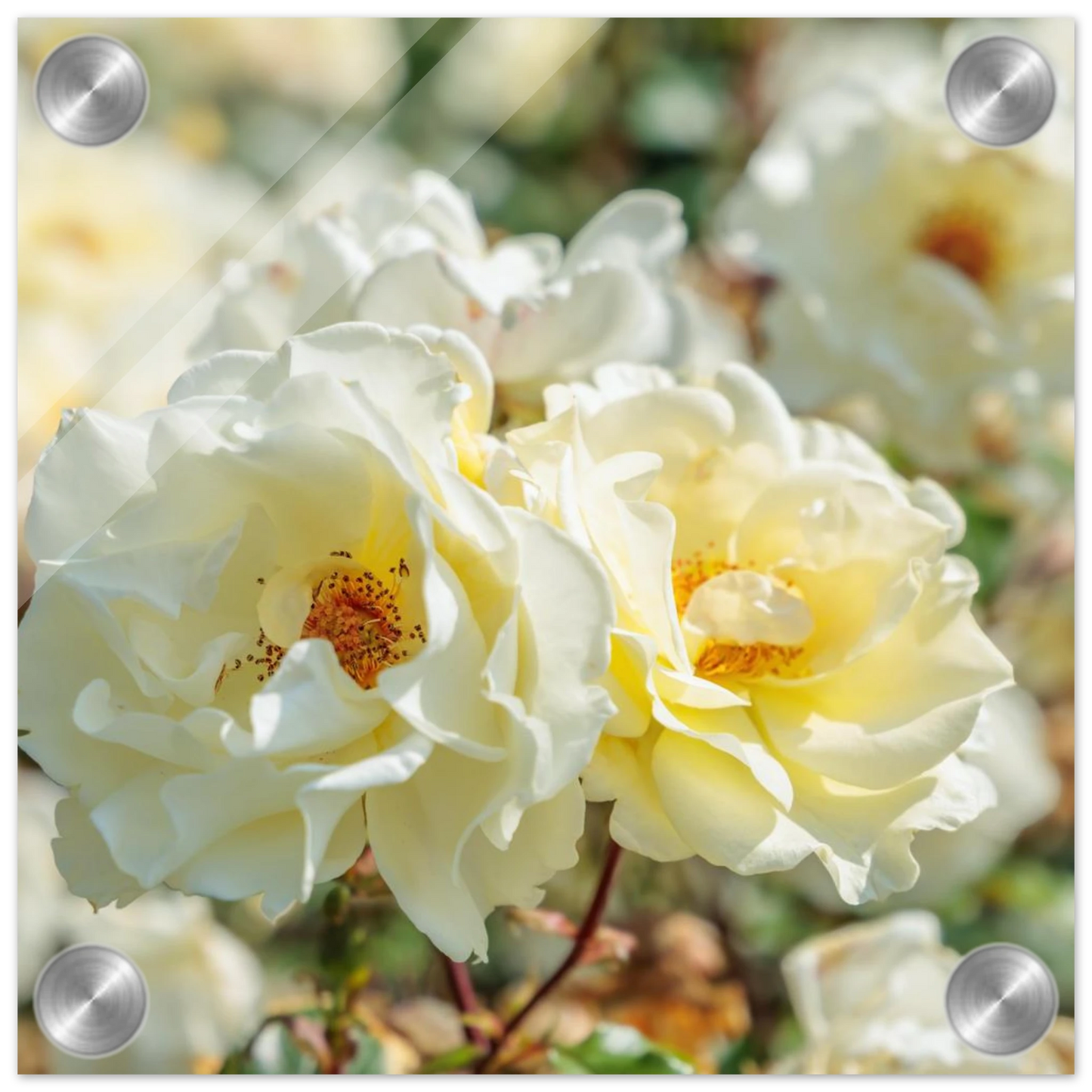 Wandbild creme weisse rosen zeitlose blumen eleganz fuer ihre wand in vielen groessen verfuegbar