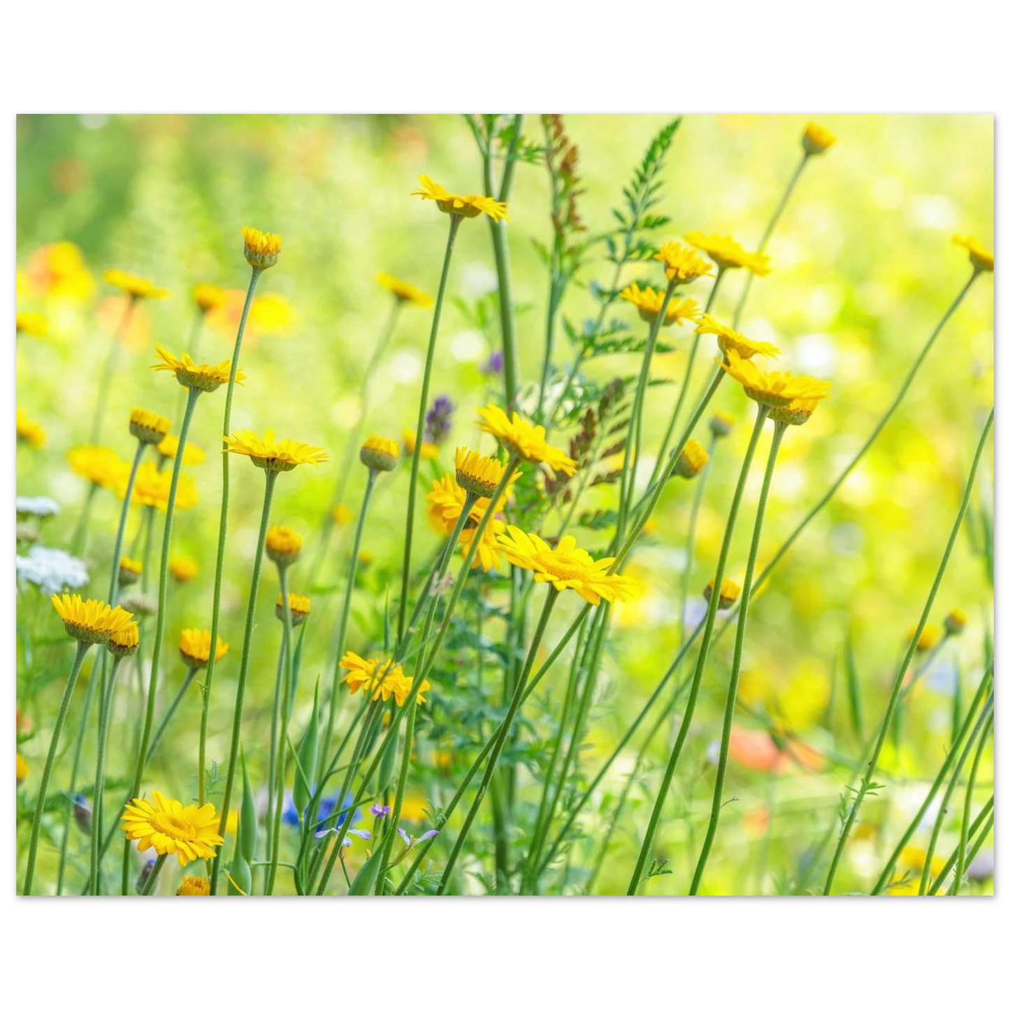 Wandbild sunshine meadow lebendiger blumen druck in verschiedenen groessen