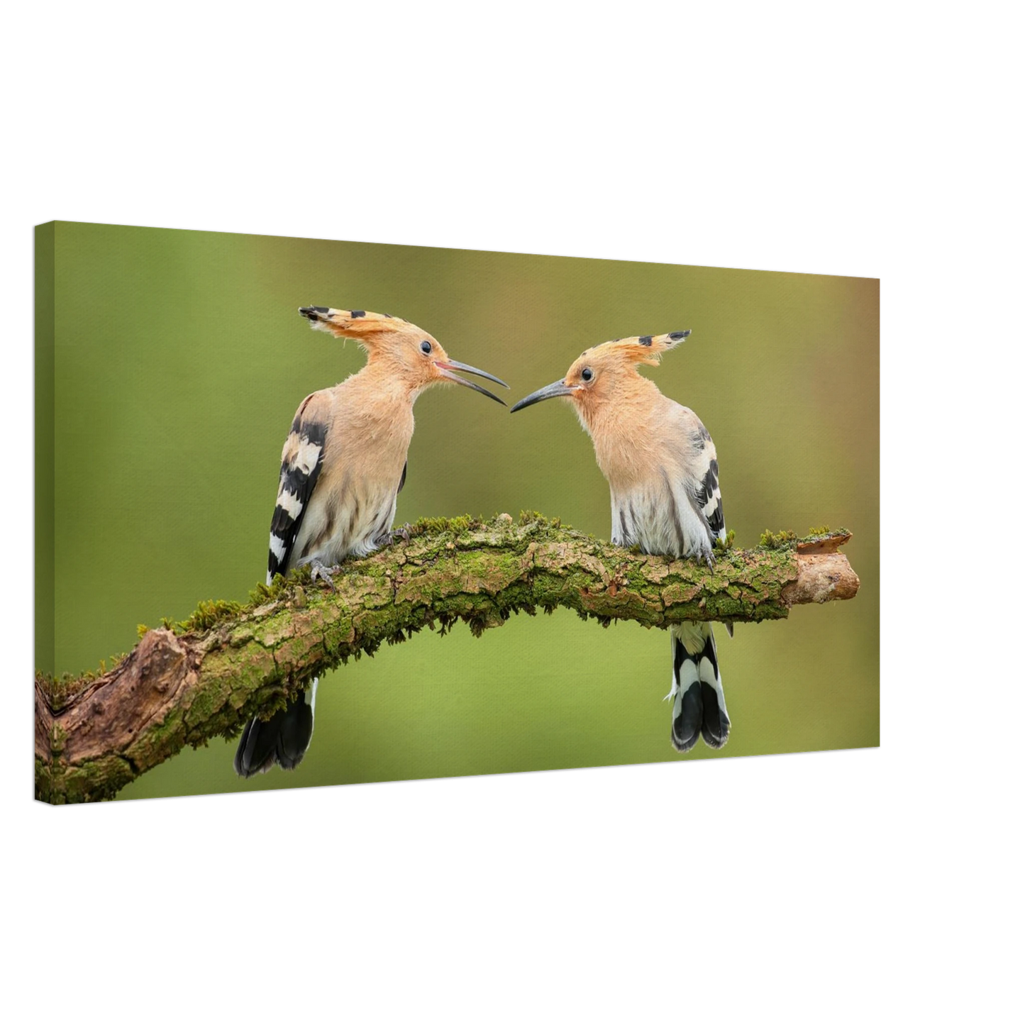 Wandbild bezaubernde wiedehopfe ein duo auf moosast in ihrer wunschgroesse