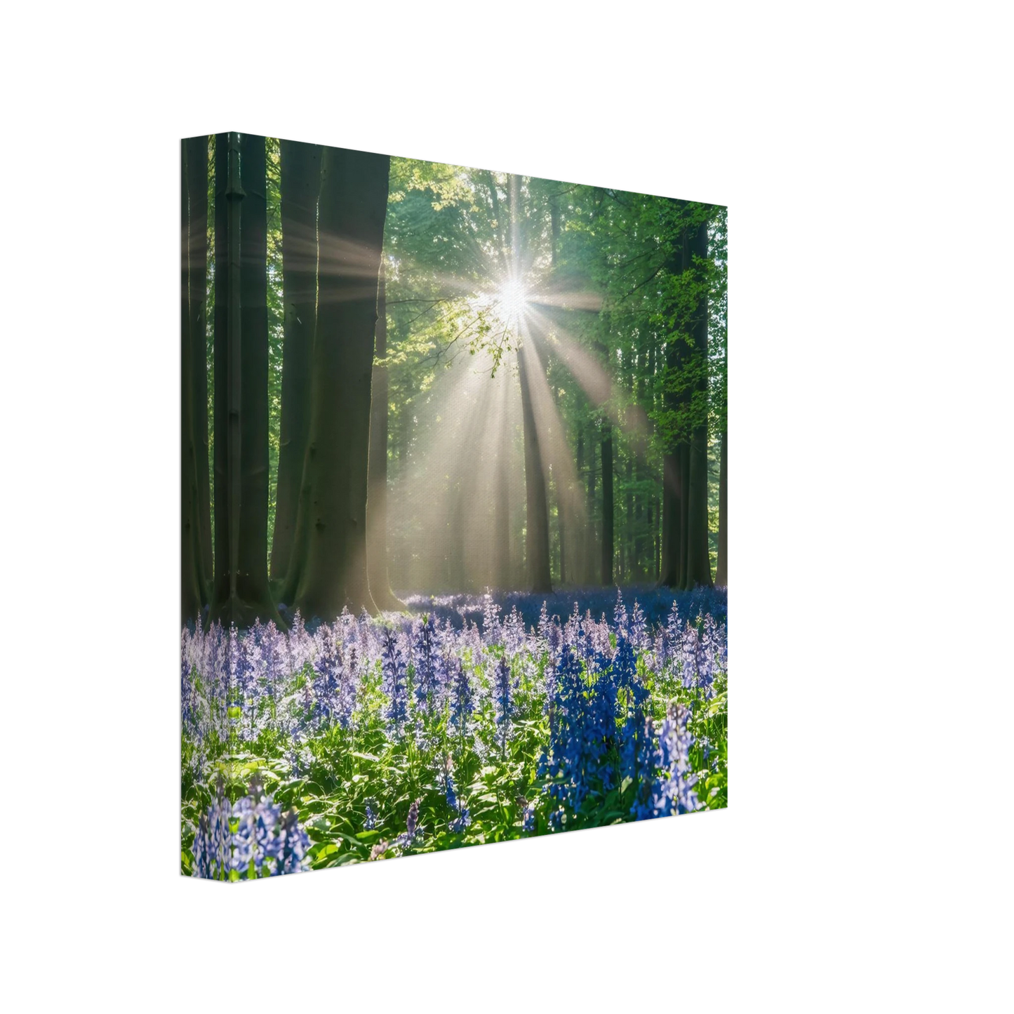 Wandbild bezaubernder wald mit sonnenstrahlen und lila bluetenmeer dein stueck natur