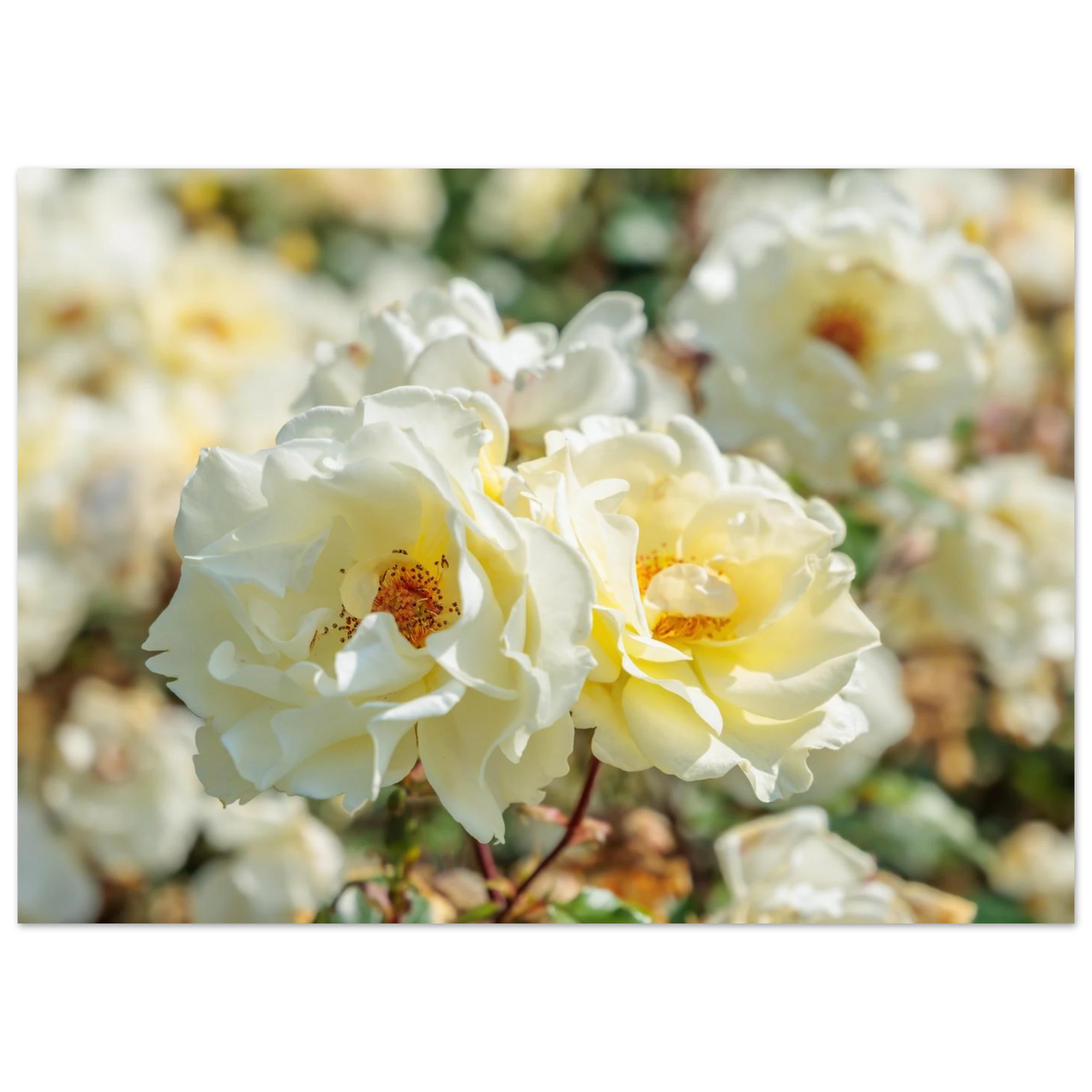 Wandbild creme weisse rosen zeitlose blumen eleganz fuer ihre wand in vielen groessen verfuegbar