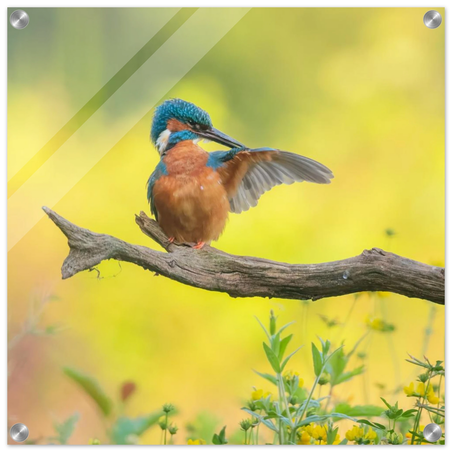 Wandbild eisvogel lebendige naturkunst fuer ihr zuhause