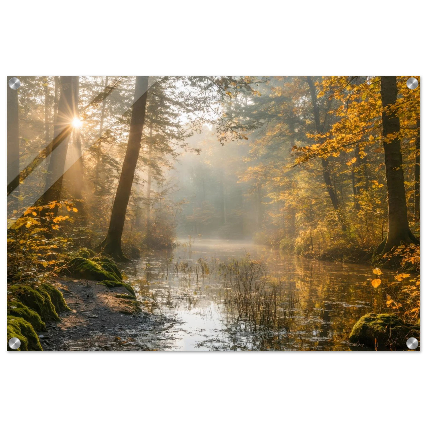 Wandbild Herbstwald morgenlicht wandbild goldenes ambiente in deiner wunschgroesse
