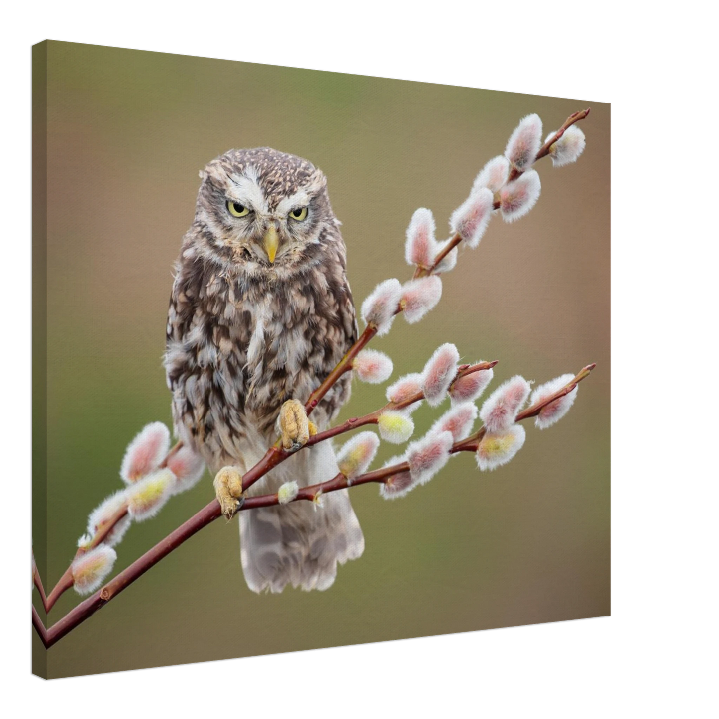 Wandbild der weise waechter ein kaeuzchen auf weidenkaetzchen im fruehlingslicht