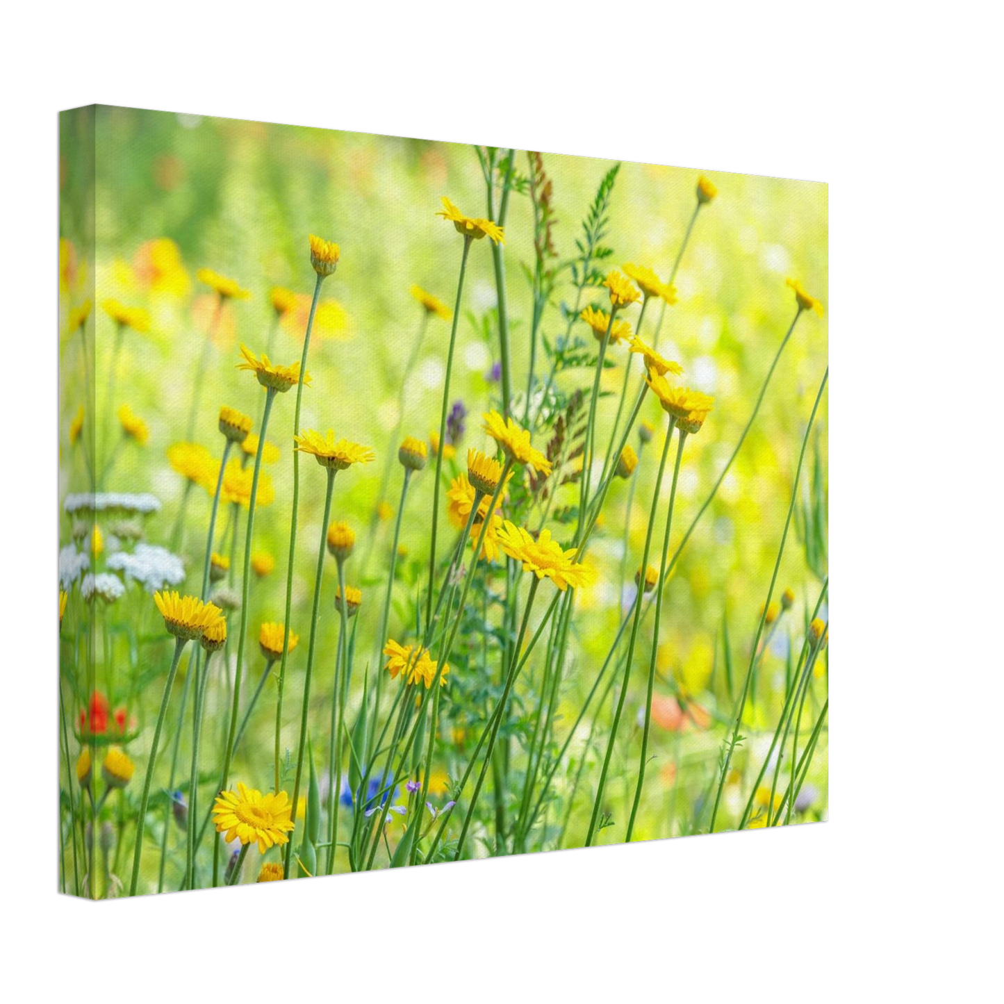 Wandbild sunshine meadow lebendiger blumen druck in verschiedenen groessen
