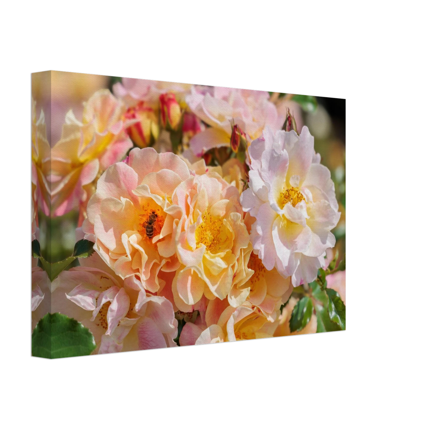Wandbild bluehende gartenrosen eine honigbienen ode in pastell perfektion in vielen groessen verfuegbar
