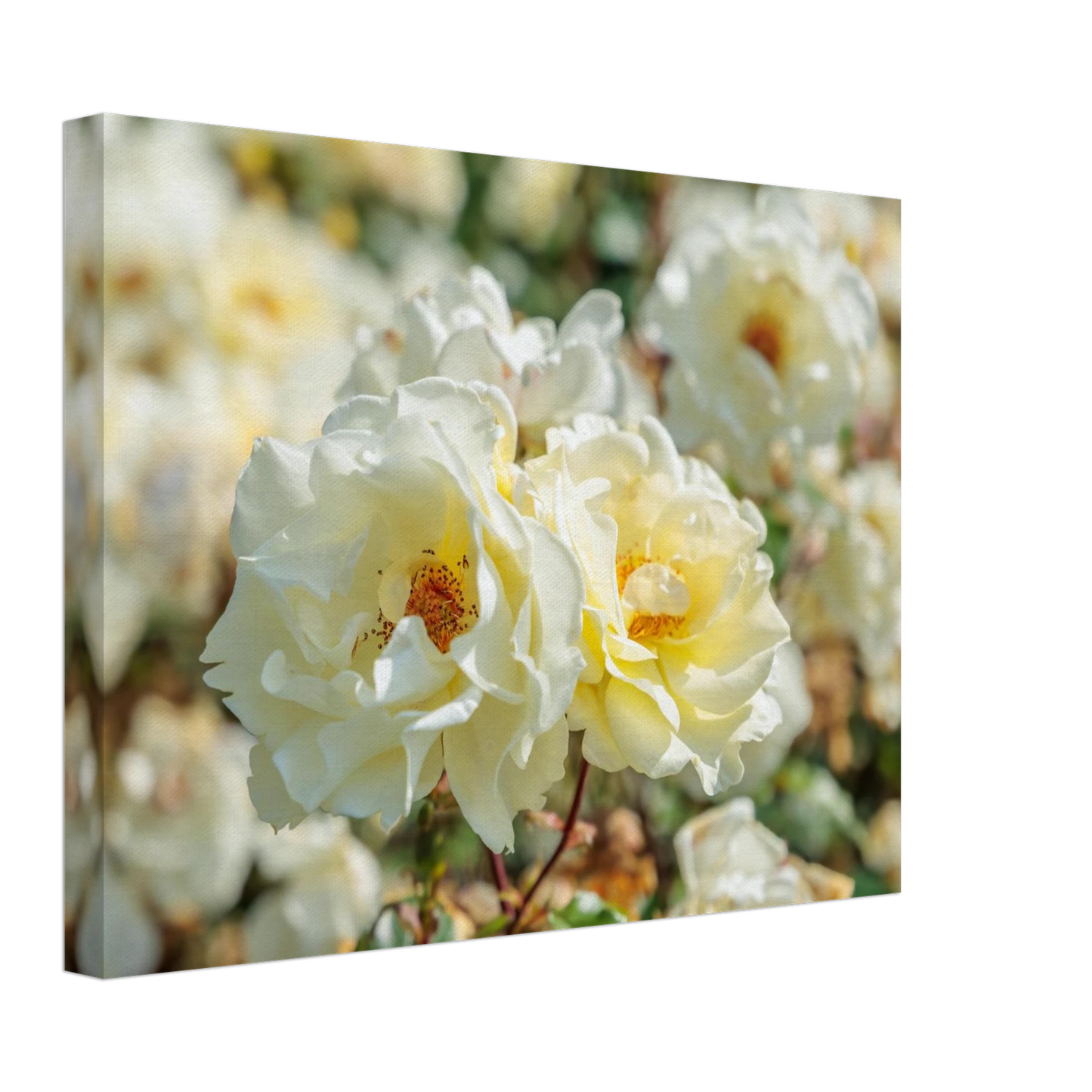 Wandbild creme weisse rosen zeitlose blumen eleganz fuer ihre wand in vielen groessen verfuegbar