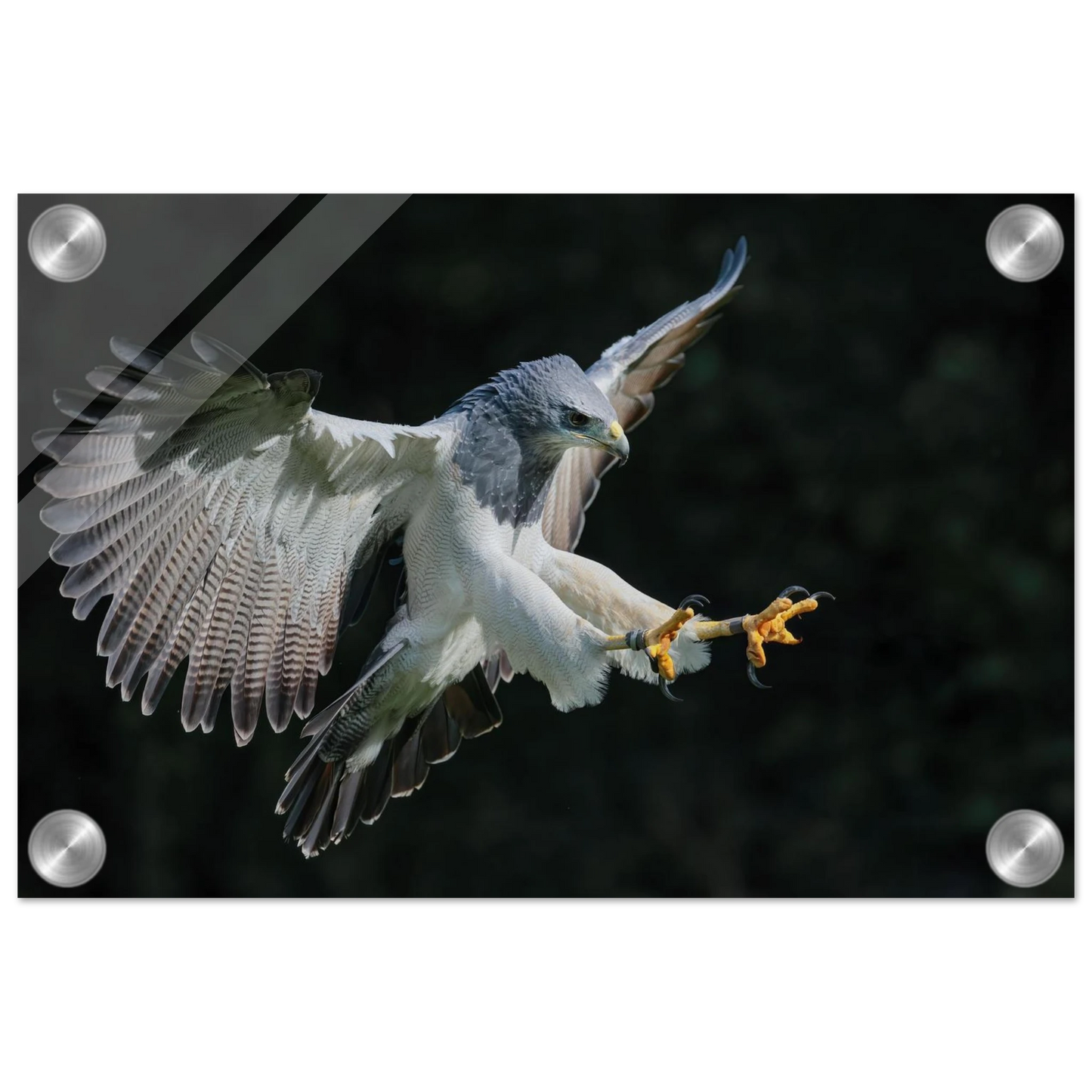Wandbild majestaetischer schwarzbrustbussard im flug atemberaubende tierfotografie fuer ihr zuhause