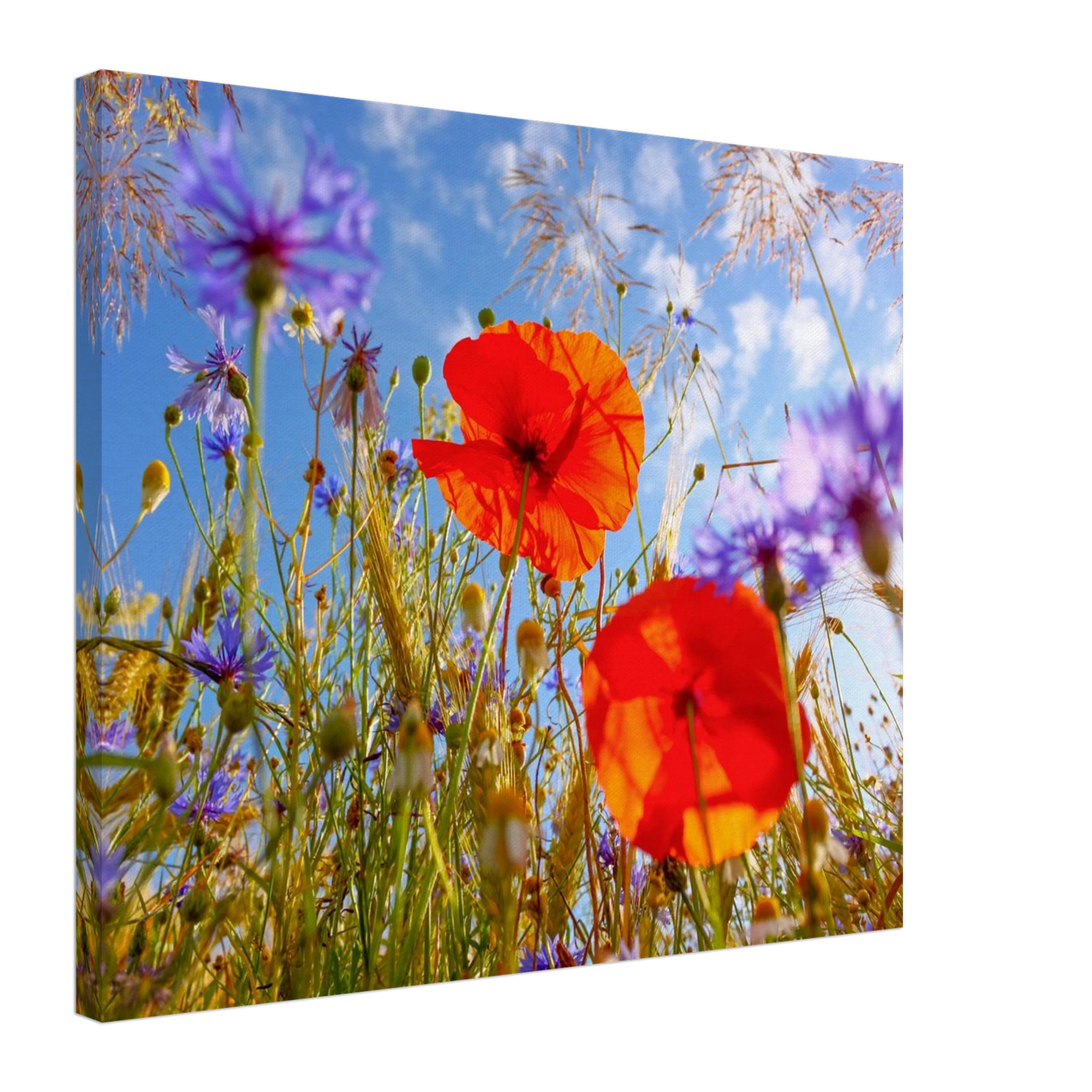 Wandbild lebendige wildblumenwiese mohnblumen kornblumen unter blauem himmel