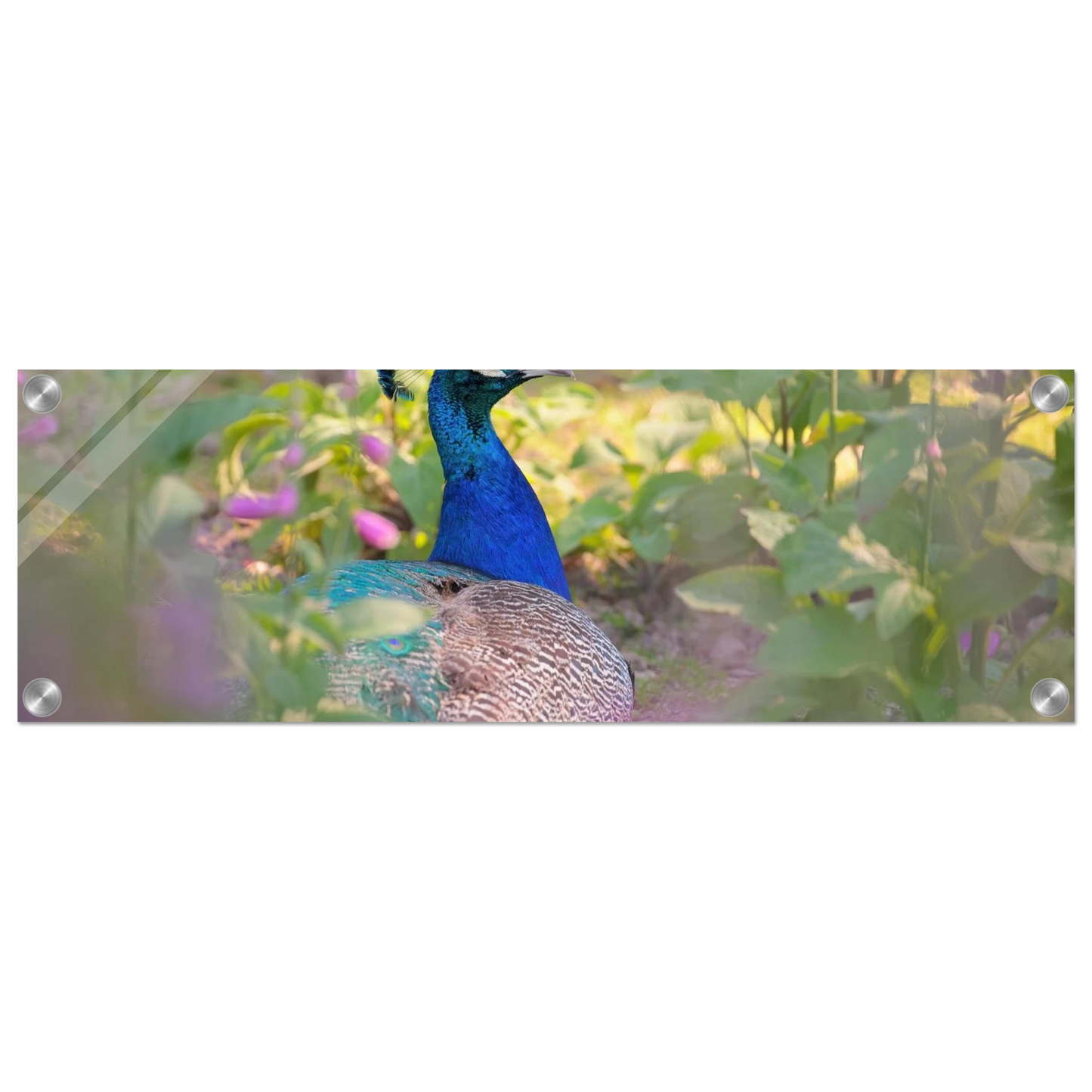 Wandbild majestaetischer pfau lebendige farbenpracht fuer ihre wand in vielen groessen erhaeltlich