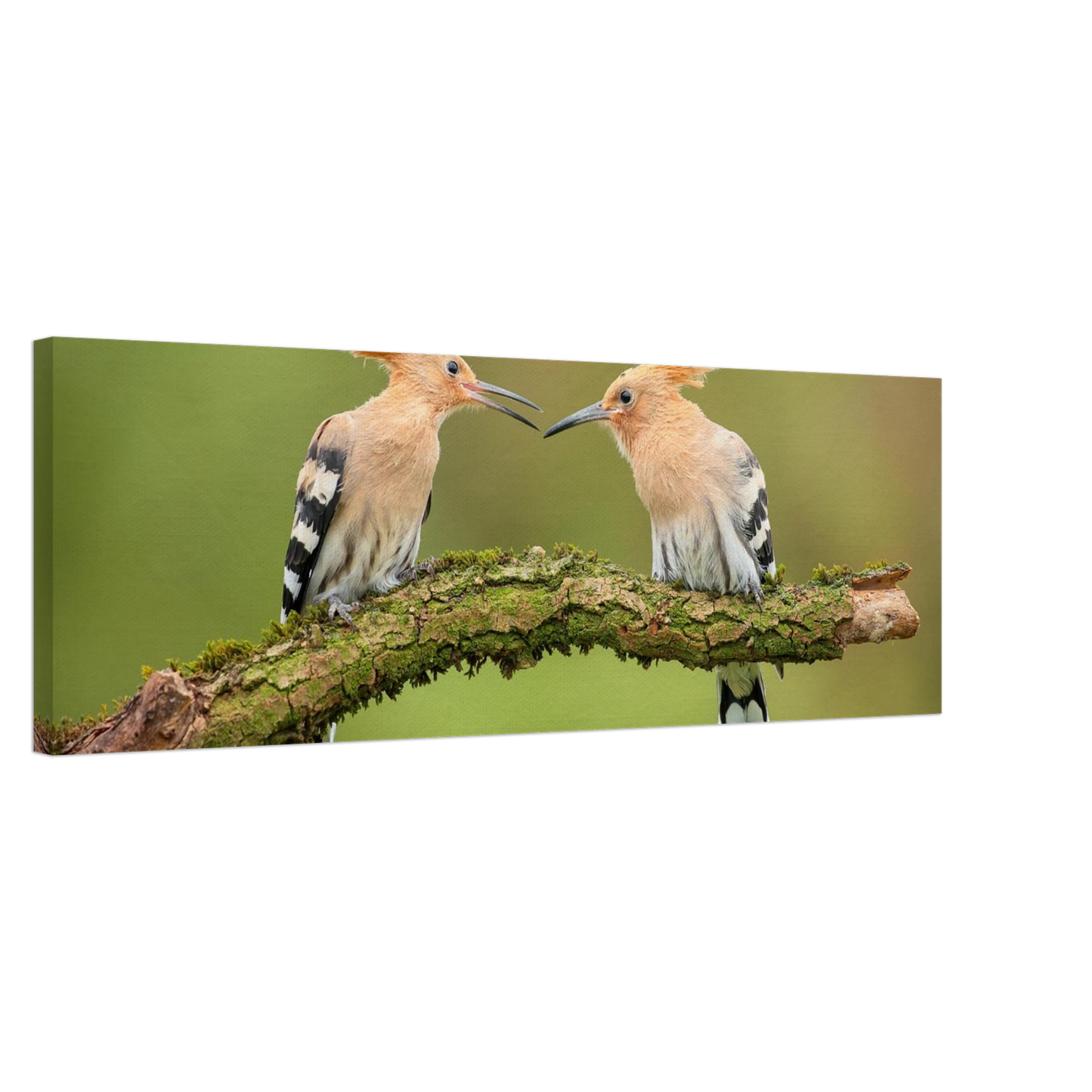 Wandbild bezaubernde wiedehopfe ein duo auf moosast in ihrer wunschgroesse