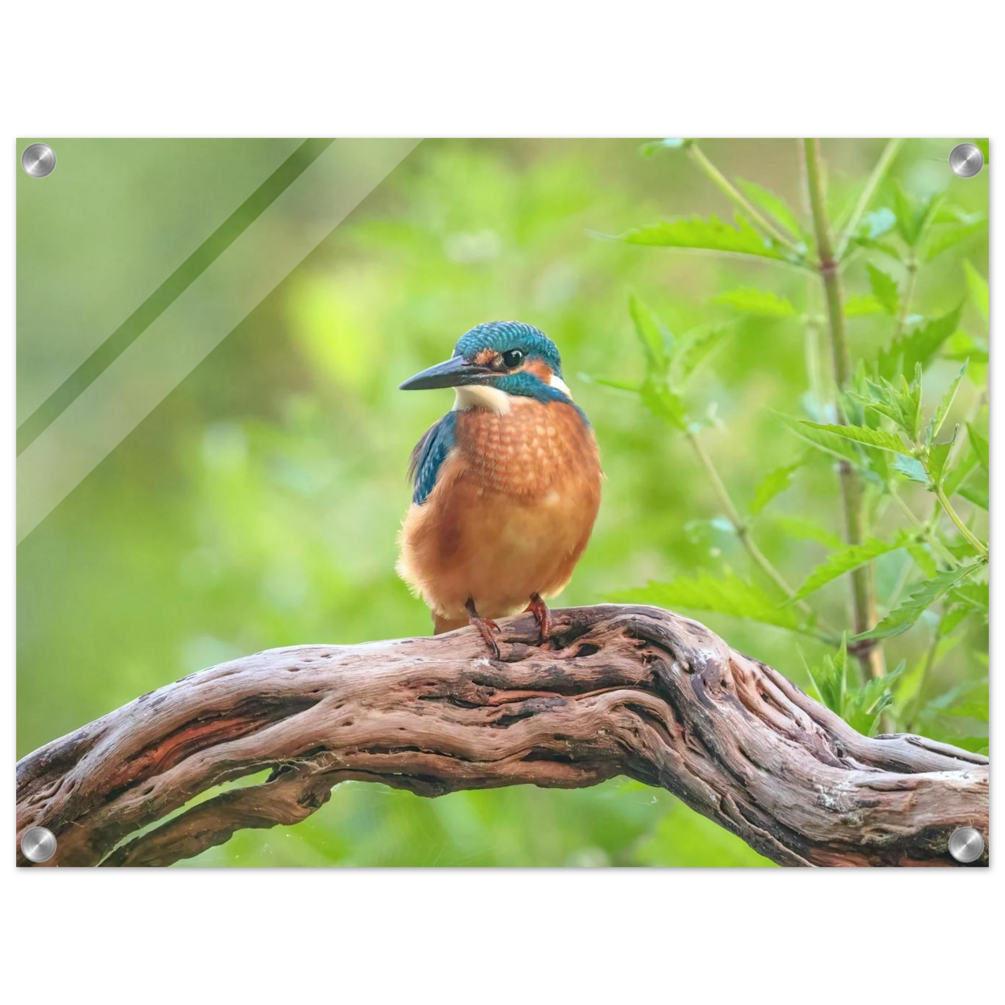 Wandbild eisvogel lebendige naturkunst fuer ihr zuhause in ihrer wunschgroesse 2