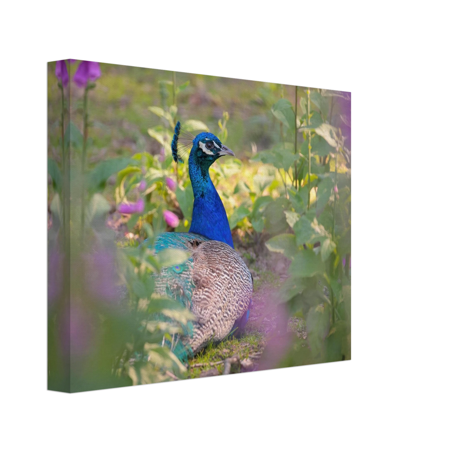 Wandbild majestaetischer pfau lebendige farbenpracht fuer ihre wand in vielen groessen erhaeltlich