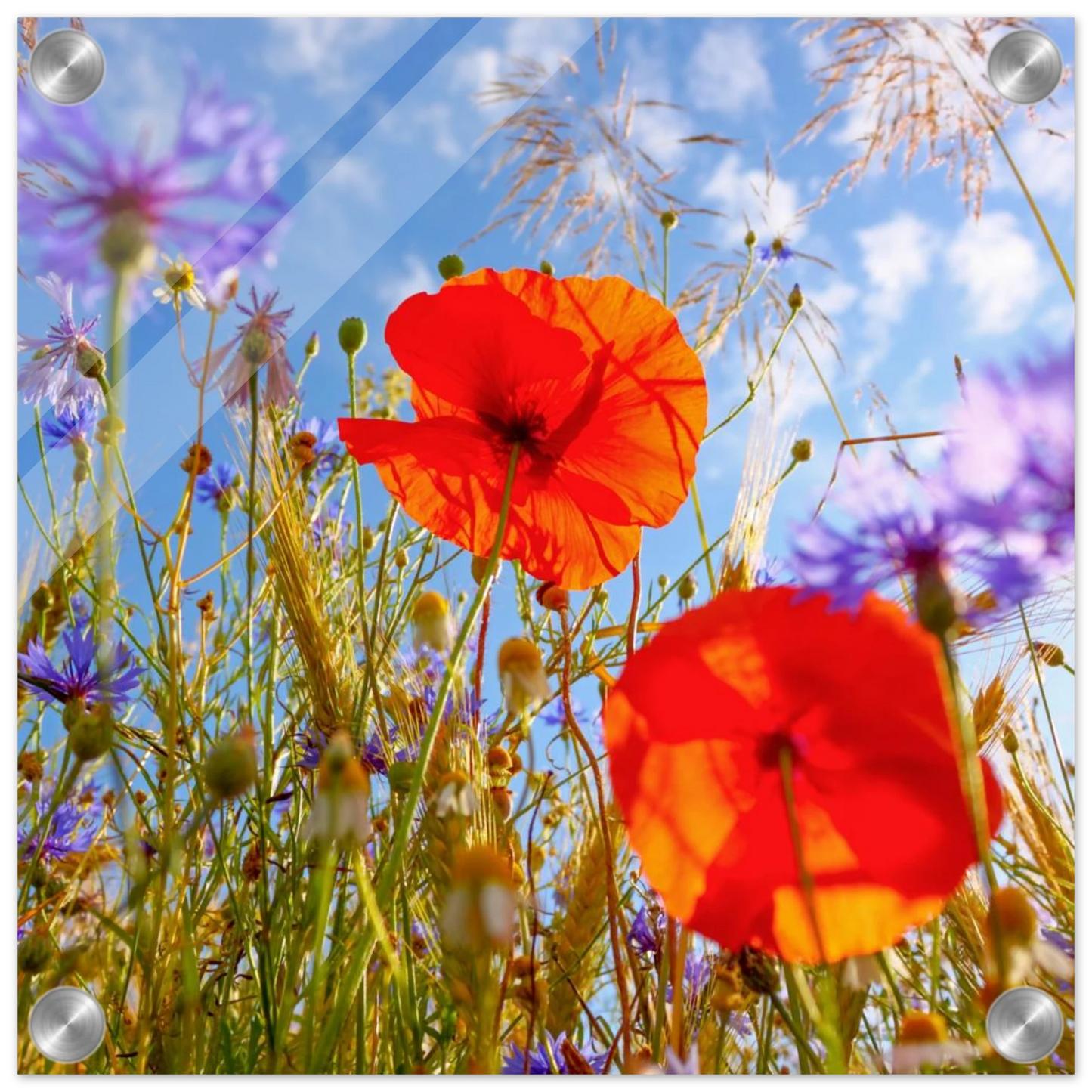 Wandbild lebendige wildblumenwiese mohnblumen kornblumen unter blauem himmel