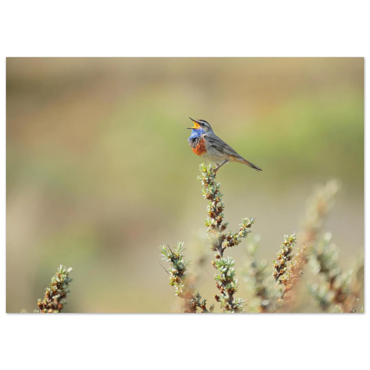 Wandbild der ruf der wildnis ein lebhaftes vogelportraet