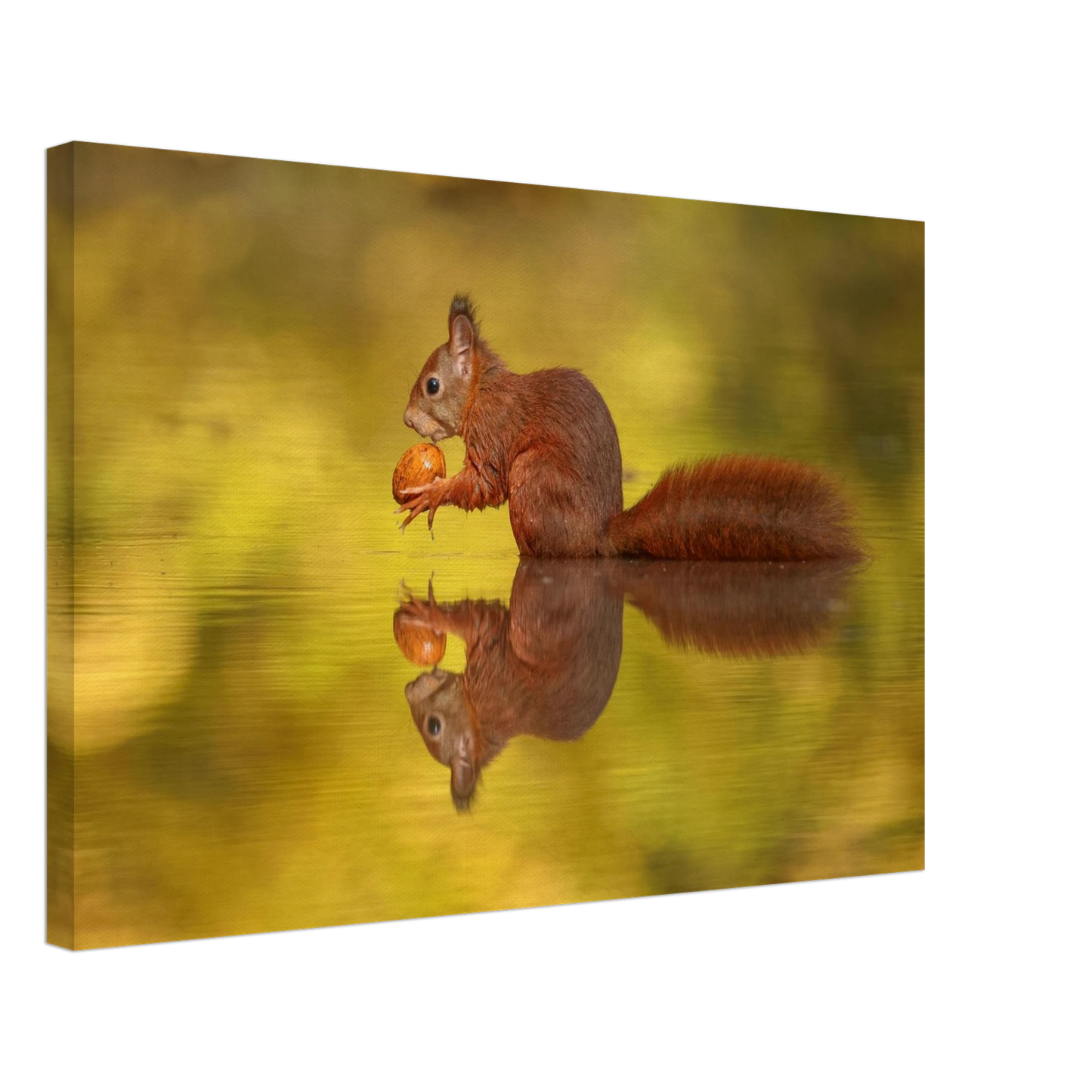 Wandbild eichhoernchen im goldenen herbstlicht lebendige tierfotografie fuer ihre wand