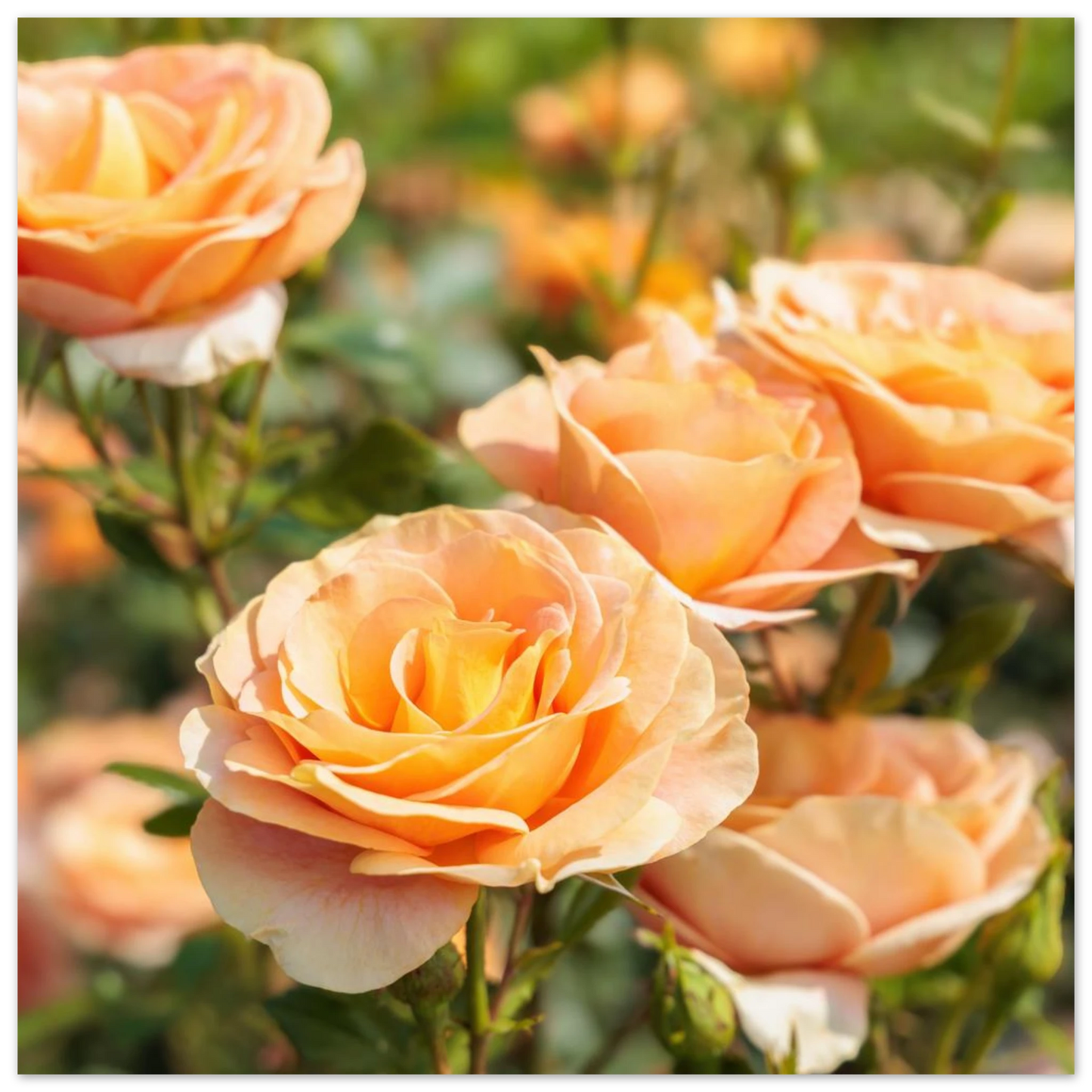 Wandbild romantische pfirsichrosen im sonnenschein botanische kunst fuer ihr zuhause in vielen groessen