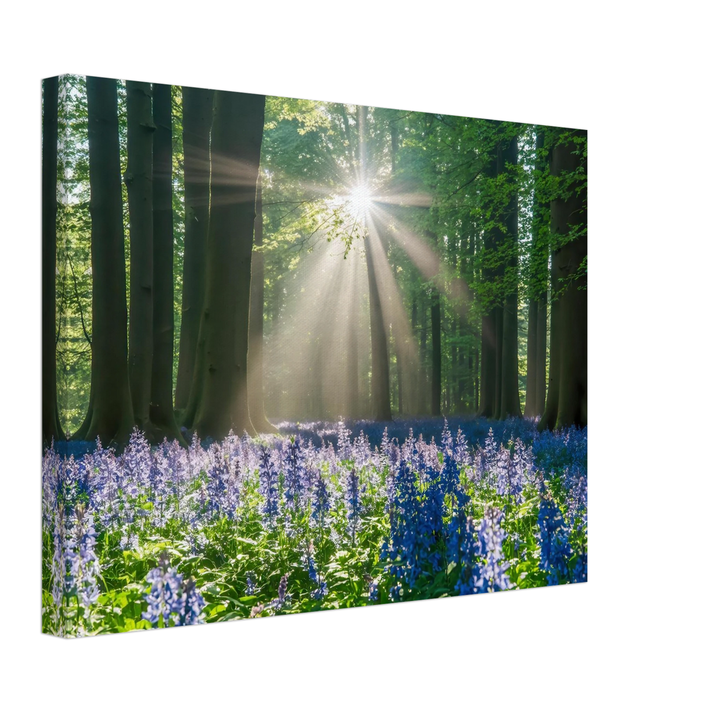 Wandbild bezaubernder wald mit sonnenstrahlen und lila bluetenmeer dein stueck natur