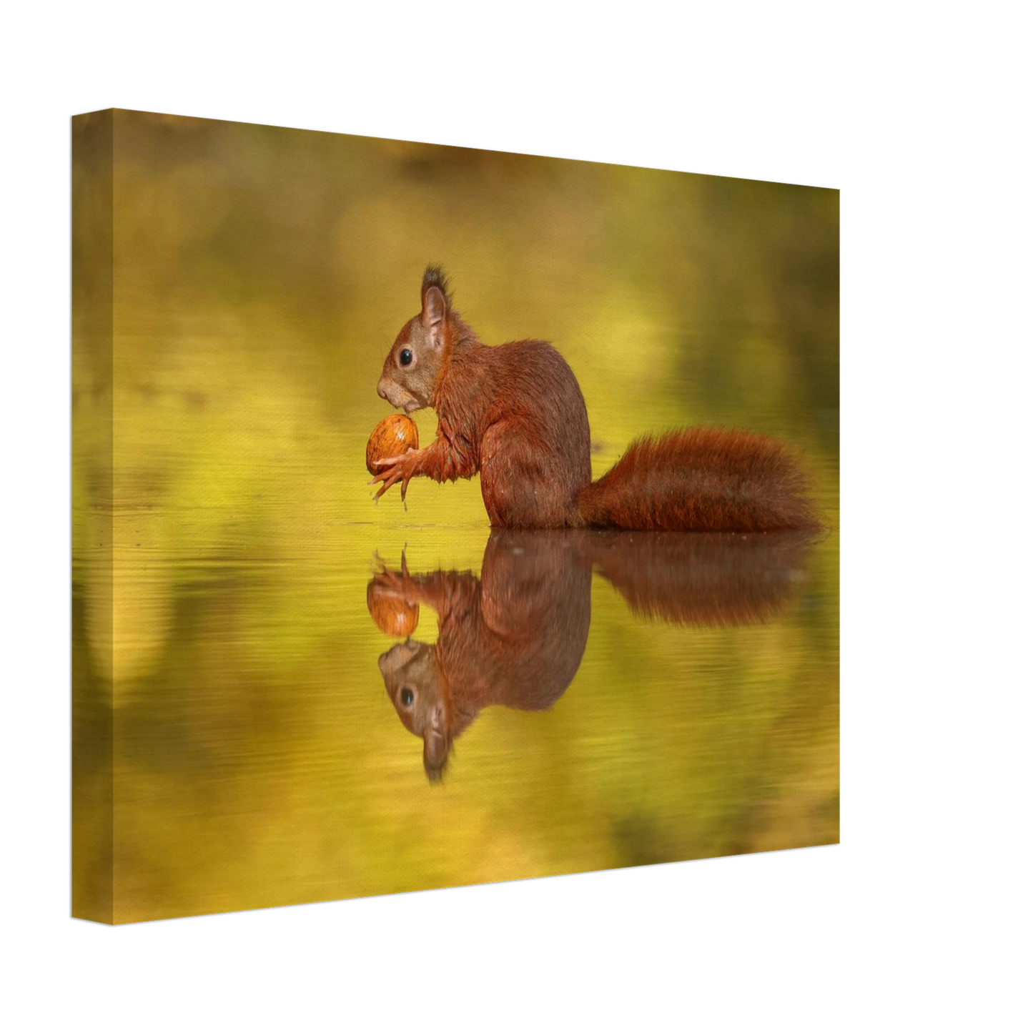 Wandbild eichhoernchen im goldenen herbstlicht lebendige tierfotografie fuer ihre wand