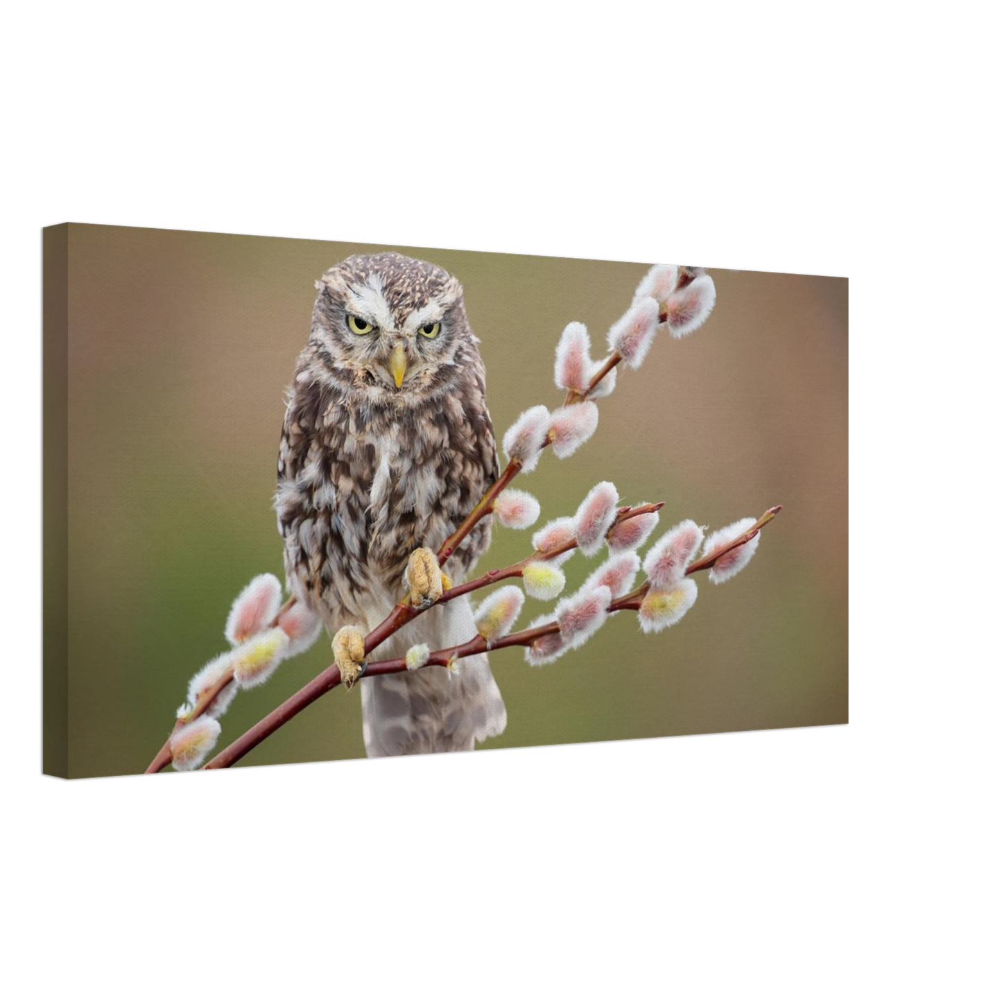Wandbild der weise waechter ein kaeuzchen auf weidenkaetzchen im fruehlingslicht