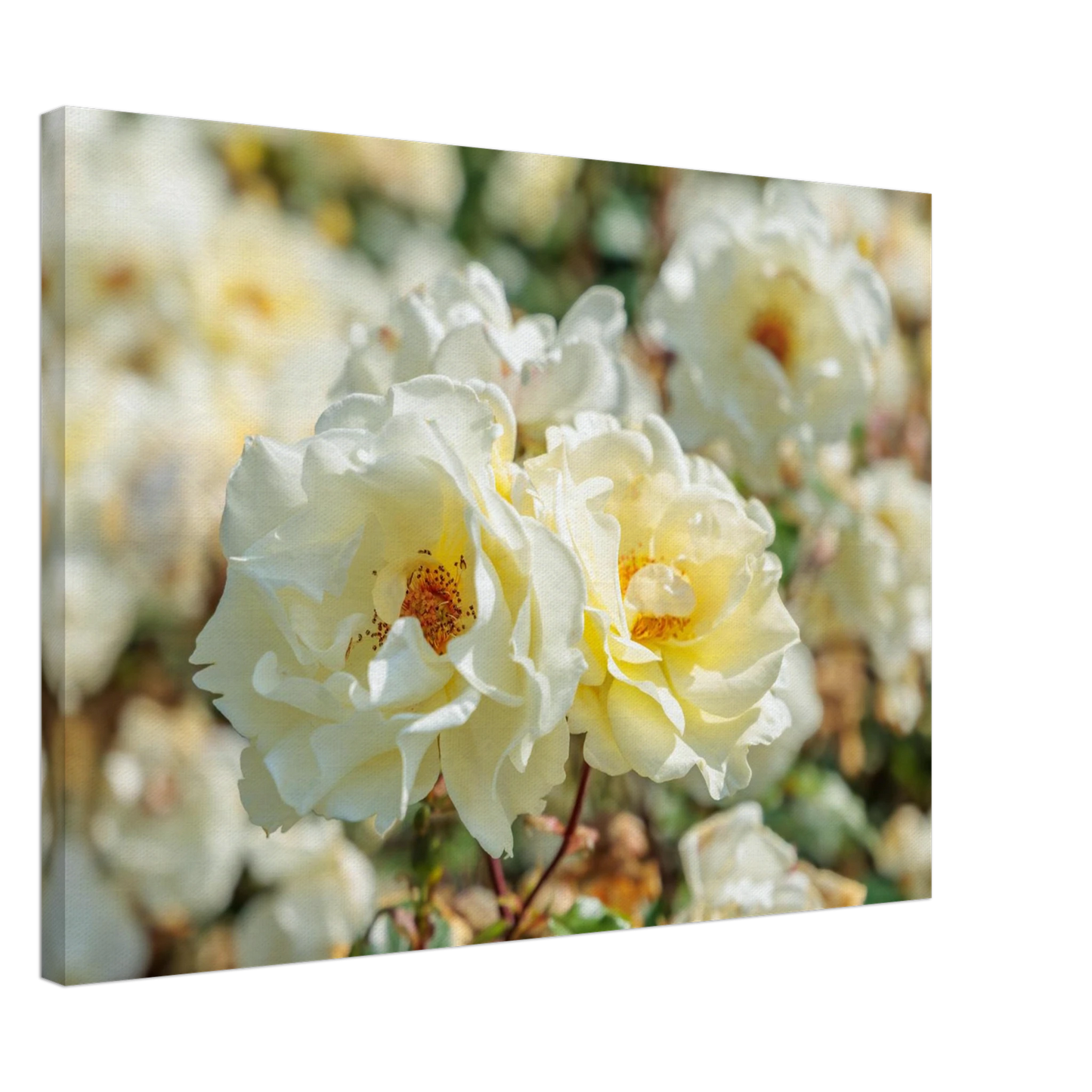 Wandbild creme weisse rosen zeitlose blumen eleganz fuer ihre wand in vielen groessen verfuegbar