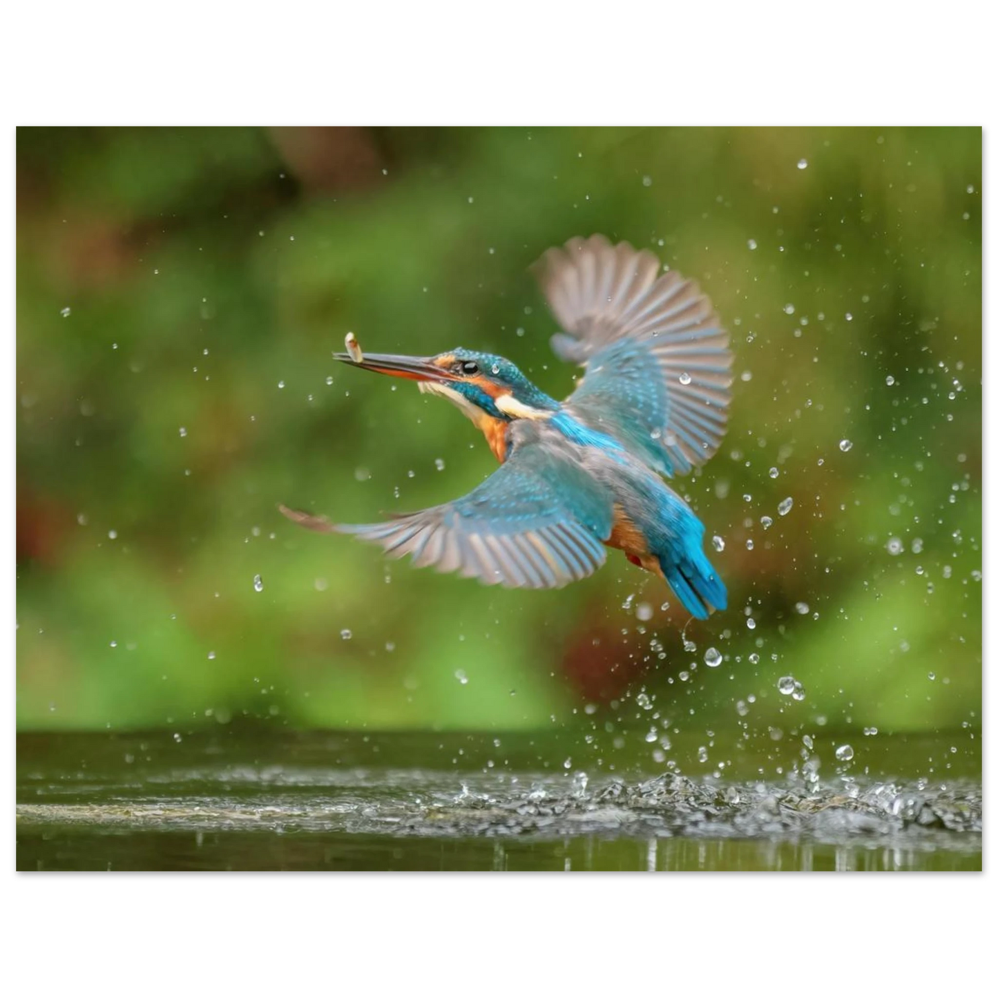 Wandbild eisvogel lebendige tierfotografie mit lebhaften blautoenen