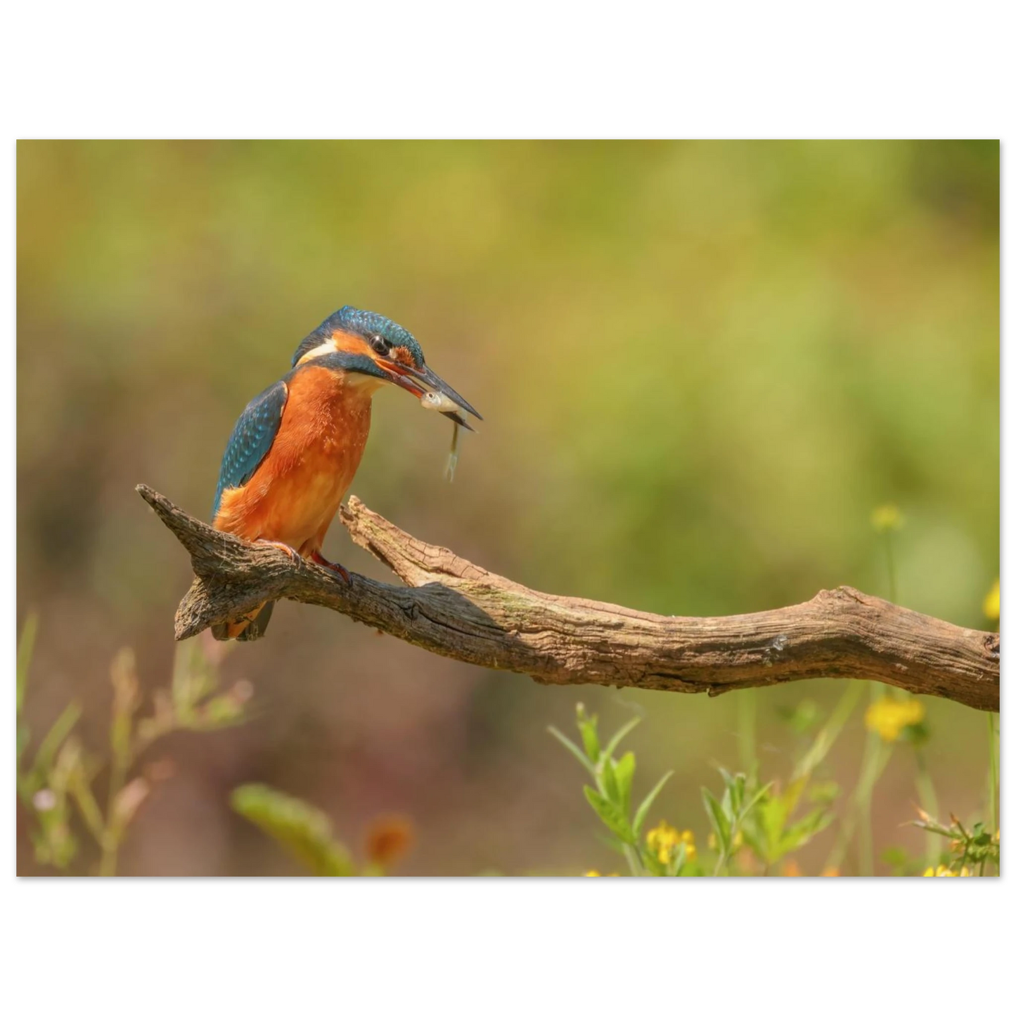 Wandbild eisvogel farbpracht leuchtende naturkunst fuer ihr zuhause in vielen groessen