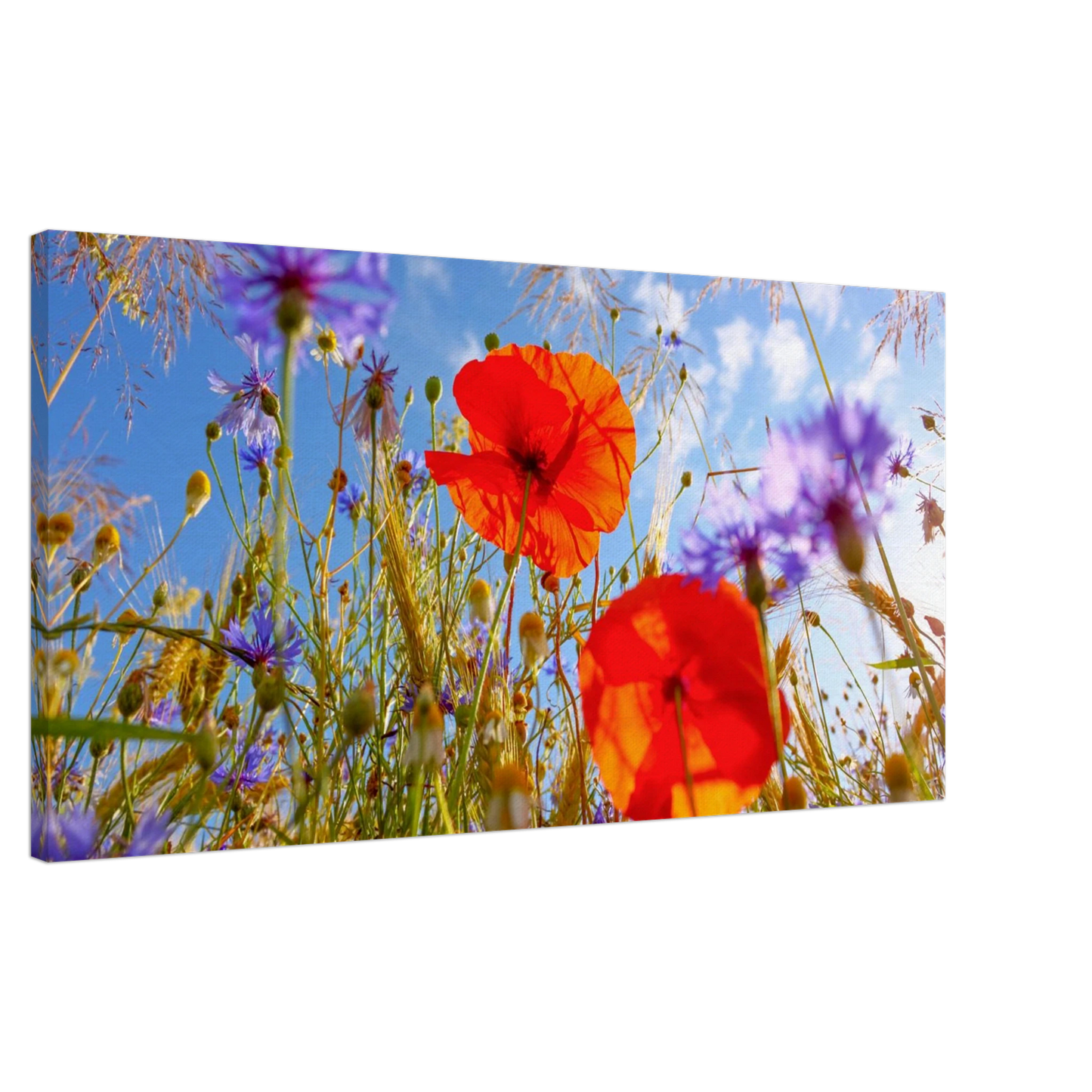Wandbild lebendige wildblumenwiese mohnblumen kornblumen unter blauem himmel