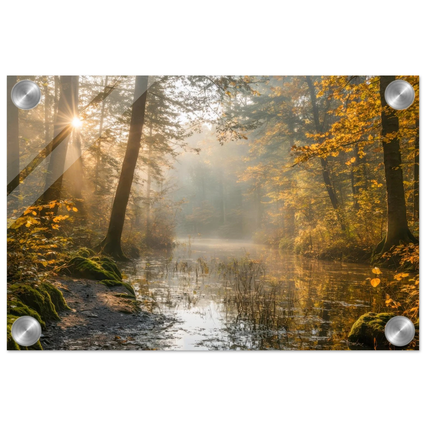 Wandbild Herbstwald morgenlicht wandbild goldenes ambiente in deiner wunschgroesse