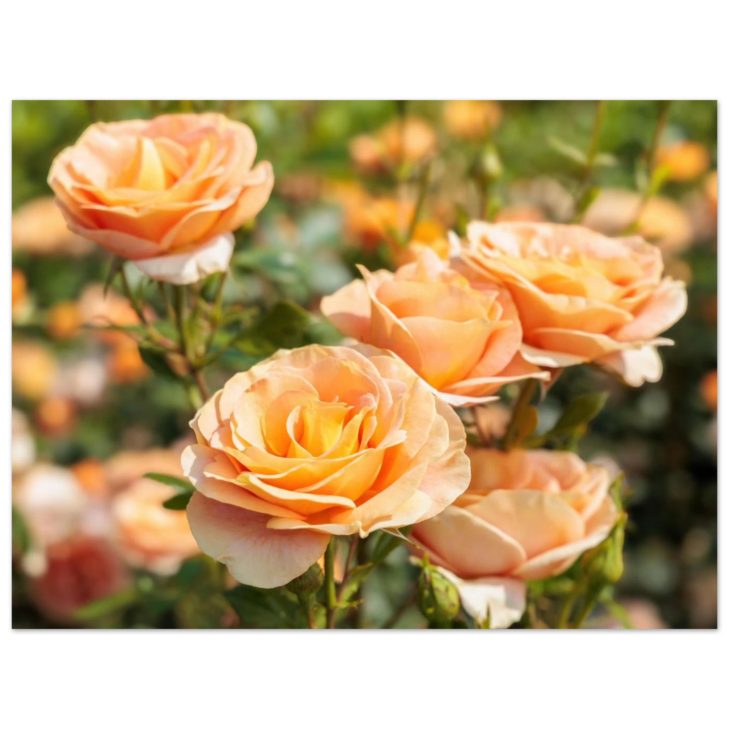 Wandbild romantische pfirsichrosen im sonnenschein botanische kunst fuer ihr zuhause in vielen groessen