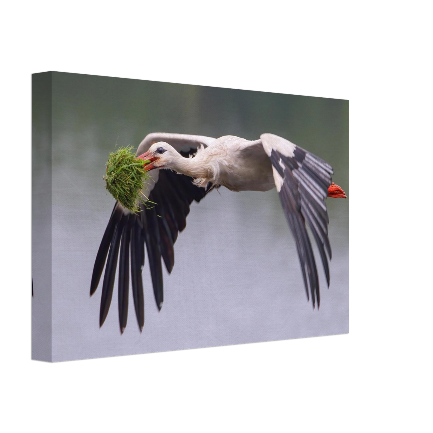 Wandbild nestbauender weissstorch im flug lebendige naturfotografie fuer ihr zuhause