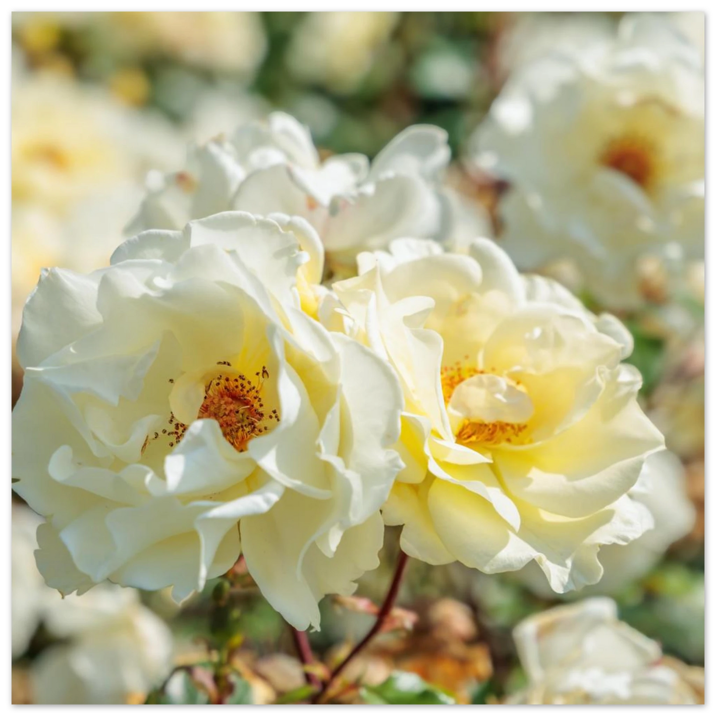 Wandbild creme weisse rosen zeitlose blumen eleganz fuer ihre wand in vielen groessen verfuegbar