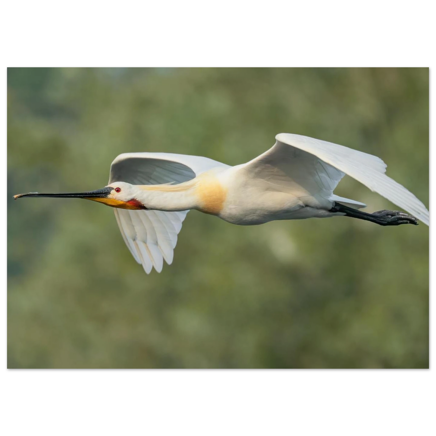 Wandbild eleganter loeffler im flug naturfotografie fuer ihr zuhause in vielen groessen