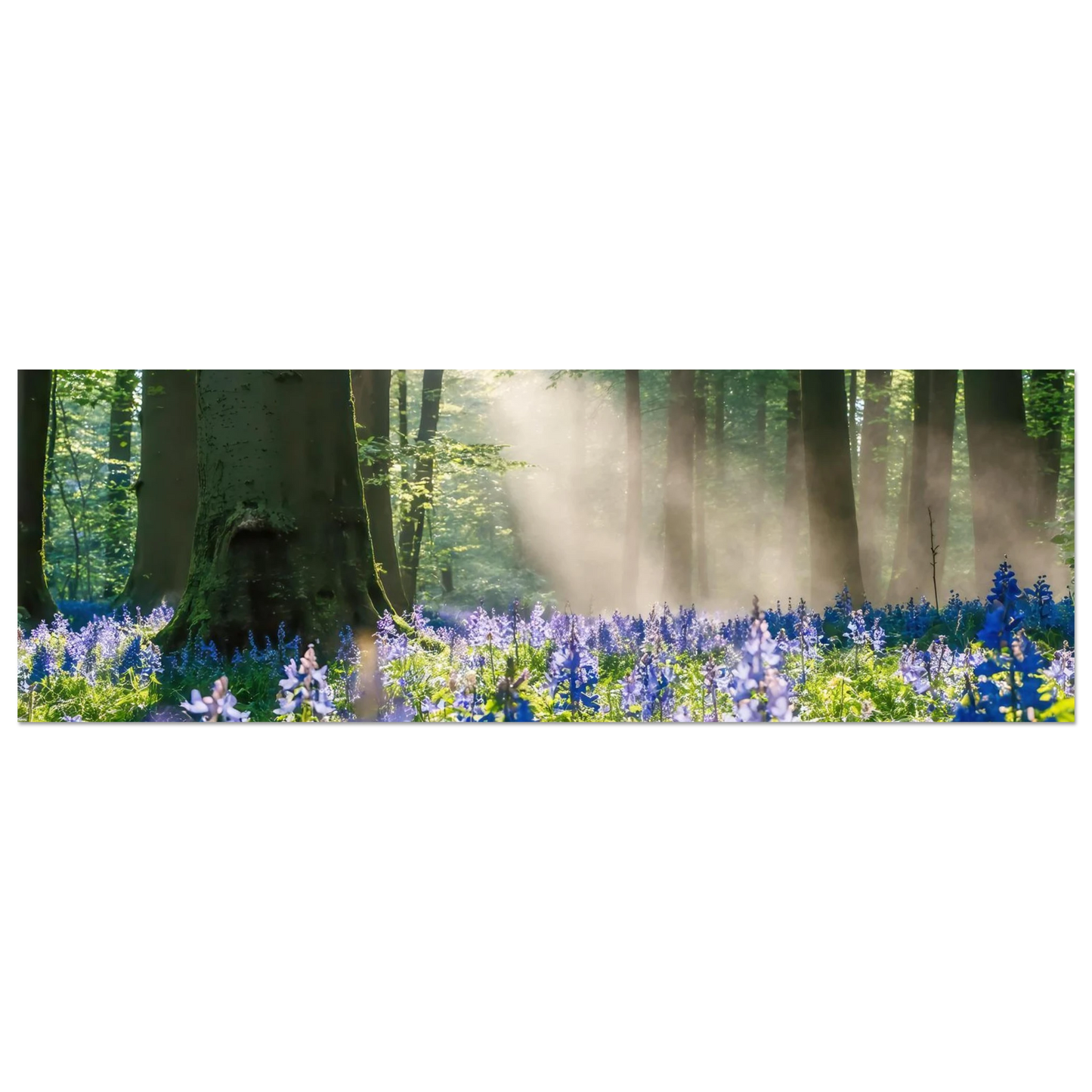 Wandbild mystische waldlichtung mit blauen glockenblumen sonnenverwoehntes naturbild in verschiedenen groessen