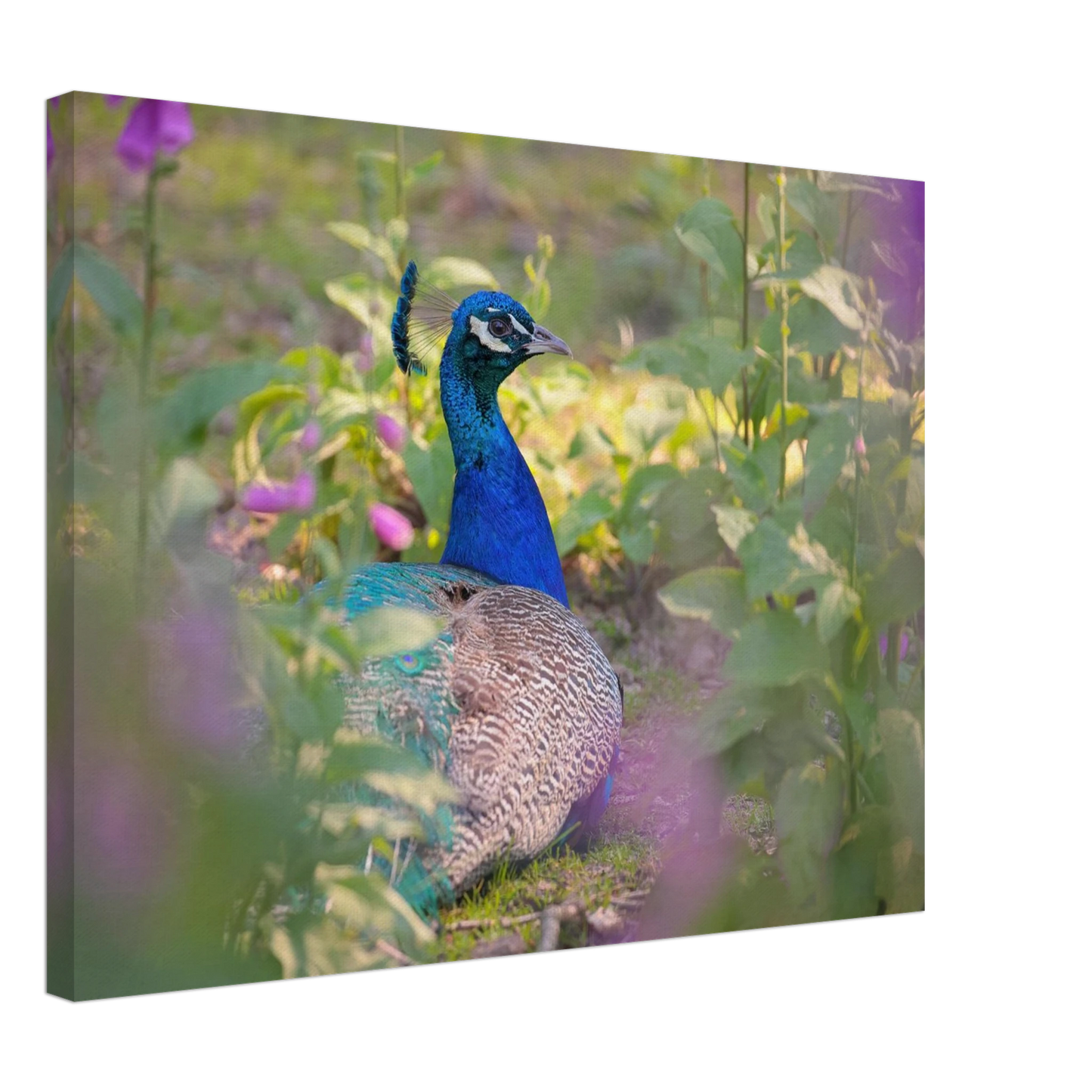 Wandbild majestaetischer pfau lebendige farbenpracht fuer ihre wand in vielen groessen erhaeltlich