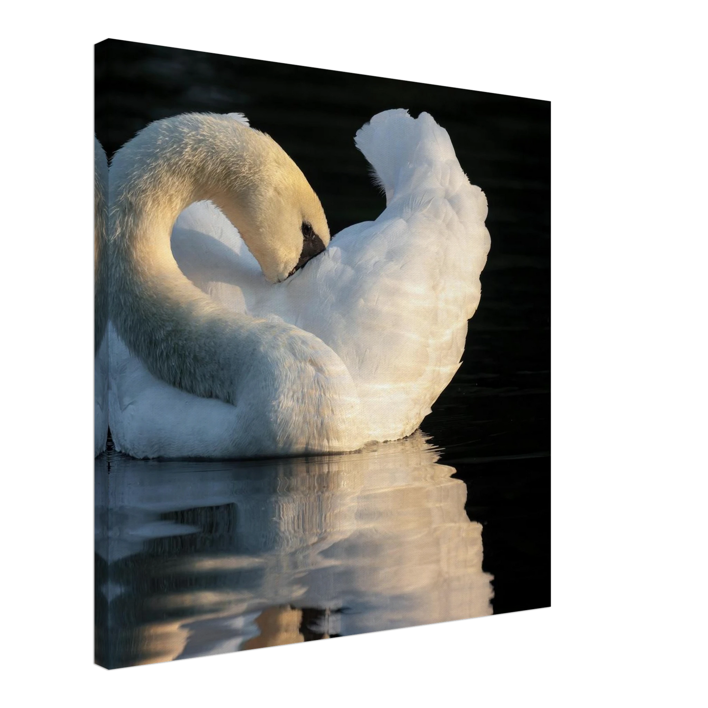 Wandbild schwan bei sonnenuntergang elegante wandkunst fuer ihr zuhause
