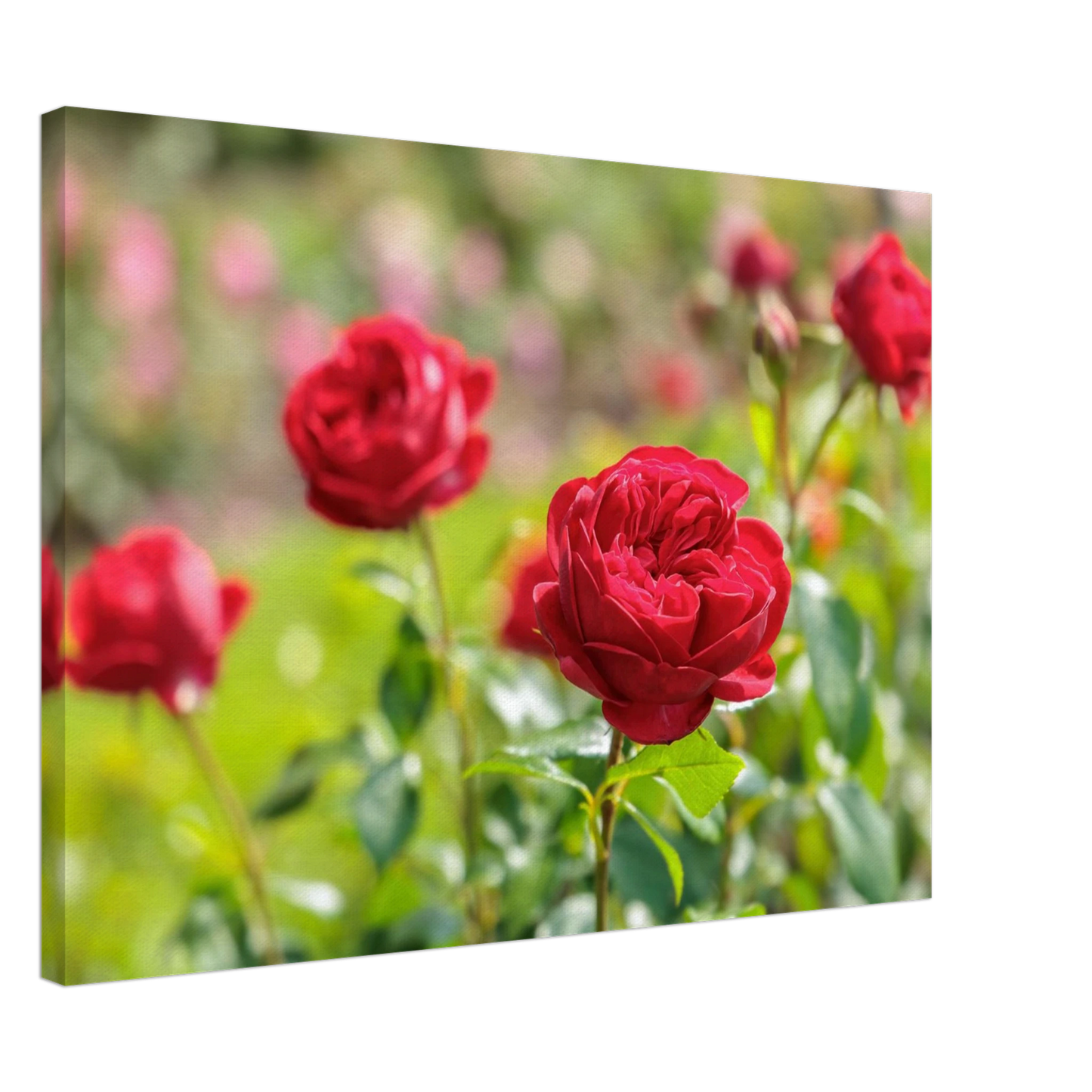Wandbild rote rosen lebendige bluetenpracht fuer ihr zuhause in ihrer wunschgroesse